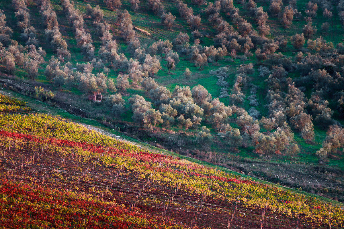 I tesori di Nipozzano ...