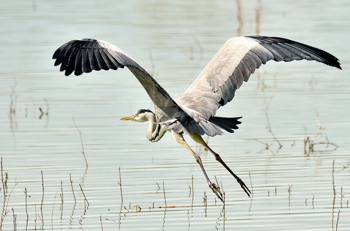 Grey Heron (Ardea cinerea) - Oasis of Alviano