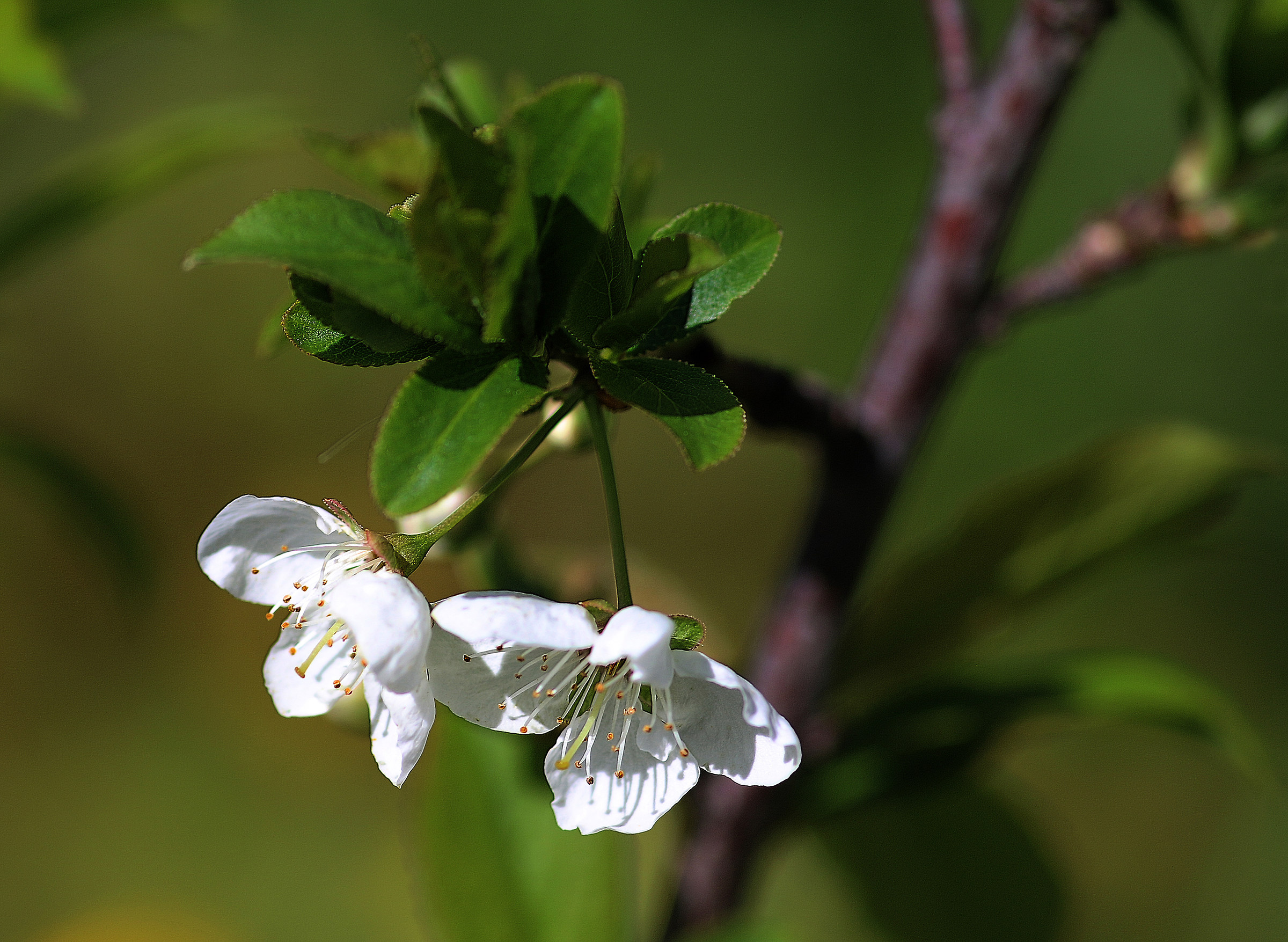 January: the almond tree is in bloom