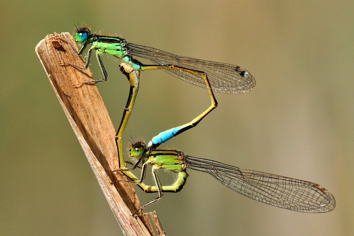 Iberica Bluetails accoppiamento (Ischnura graellsii)