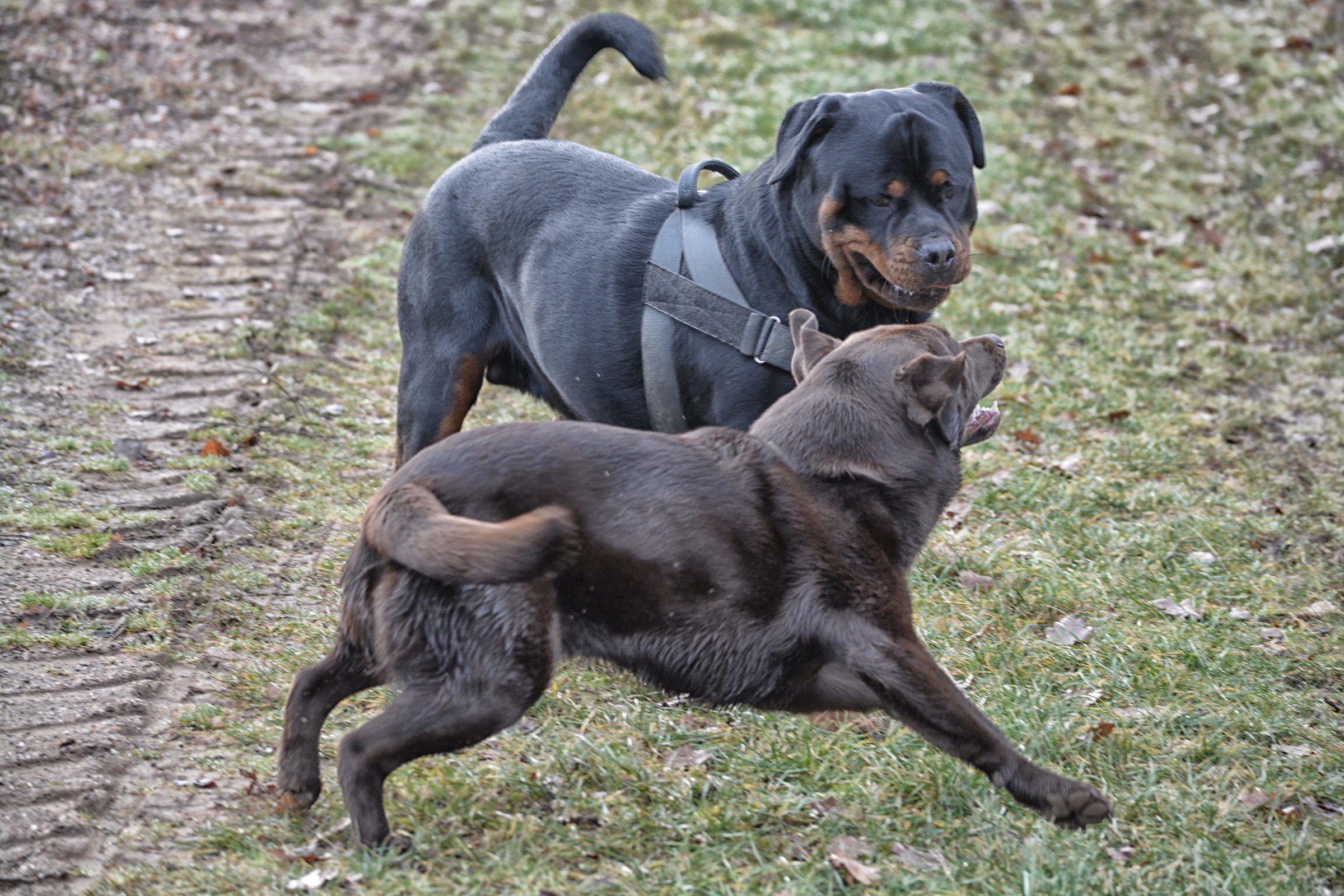 fight between labrador and rottweiler