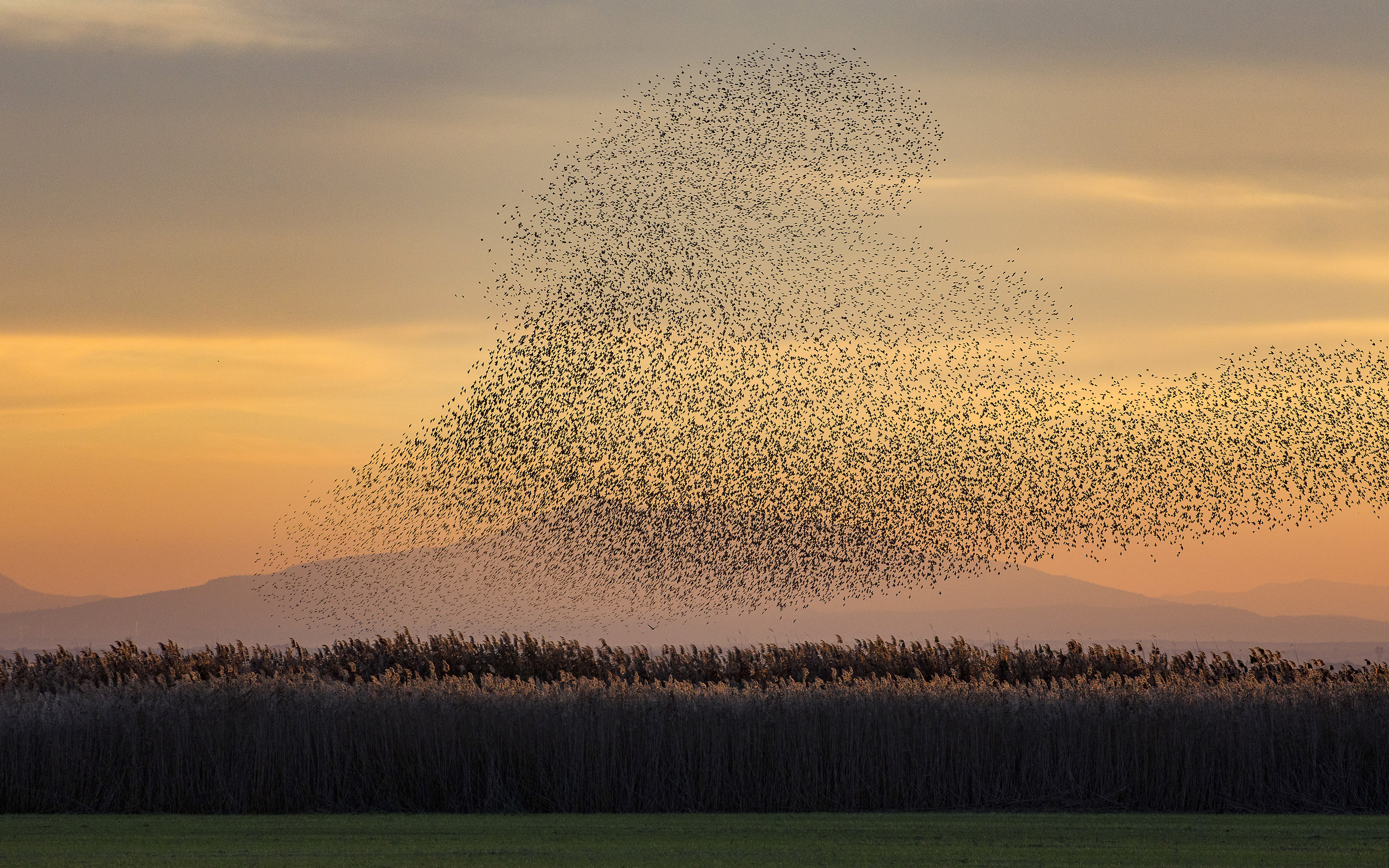 Starlings eruption