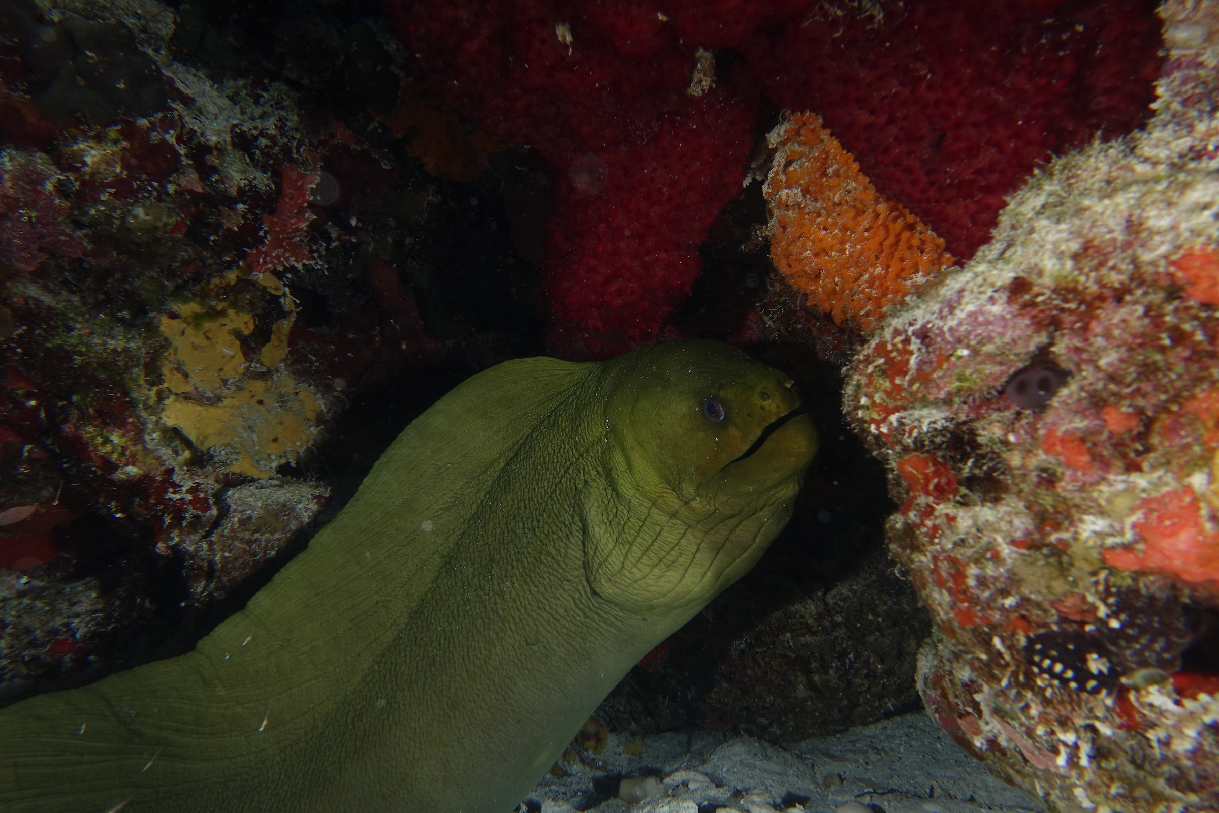 Gymnothorax funebris