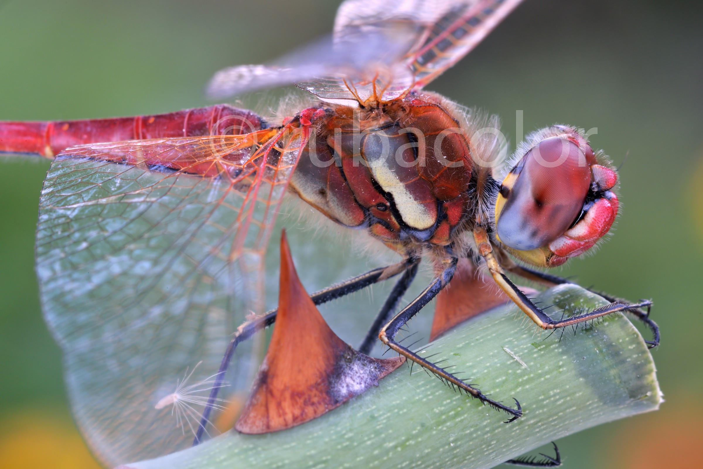 Mezzo secolo di macrofotografia davanti al sympetrum