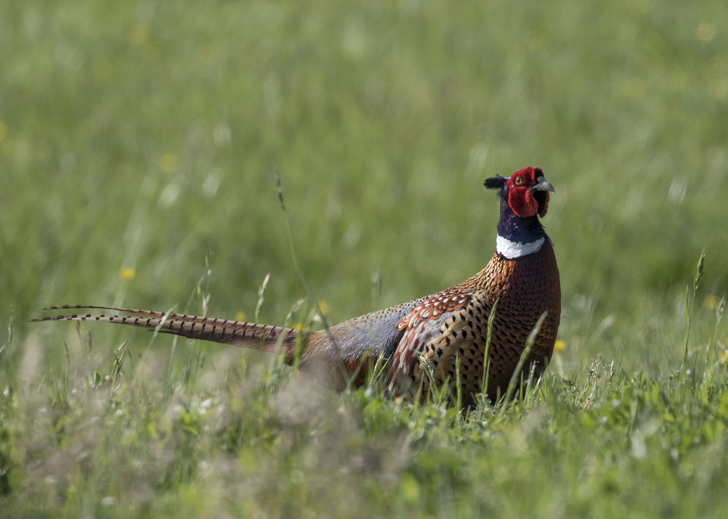 pheasant