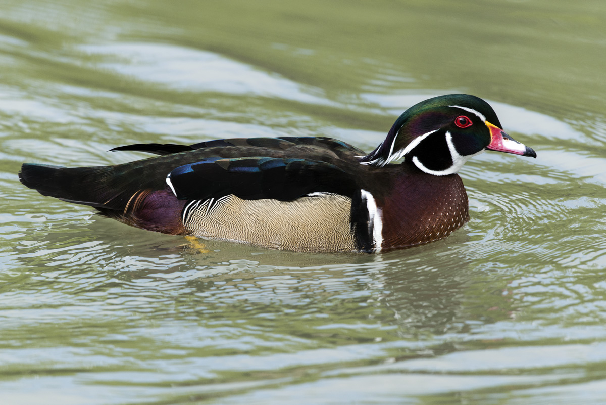 Aix Sponsa - Anatra Carolina - Wood Duck