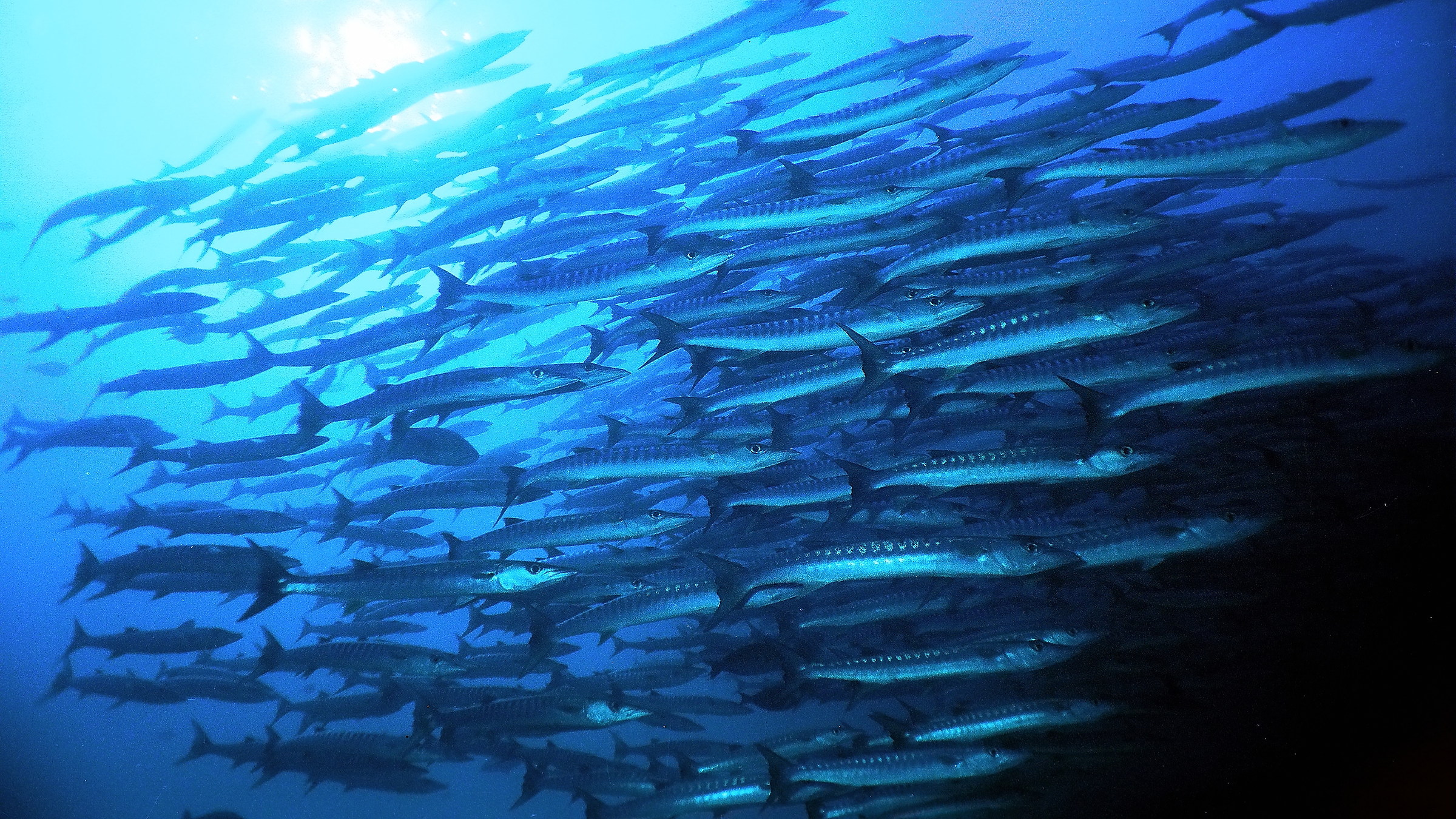 Branco di Barracuda, Malesia