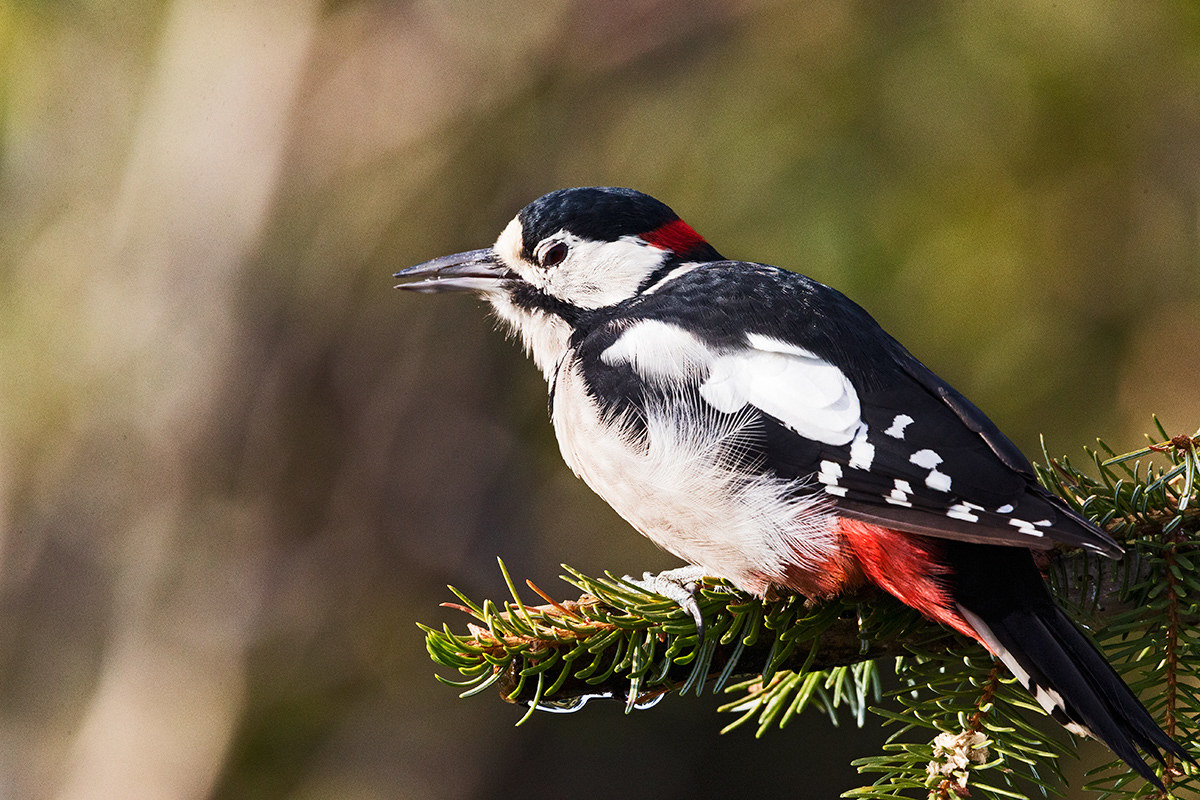 Great spotted woodpecker