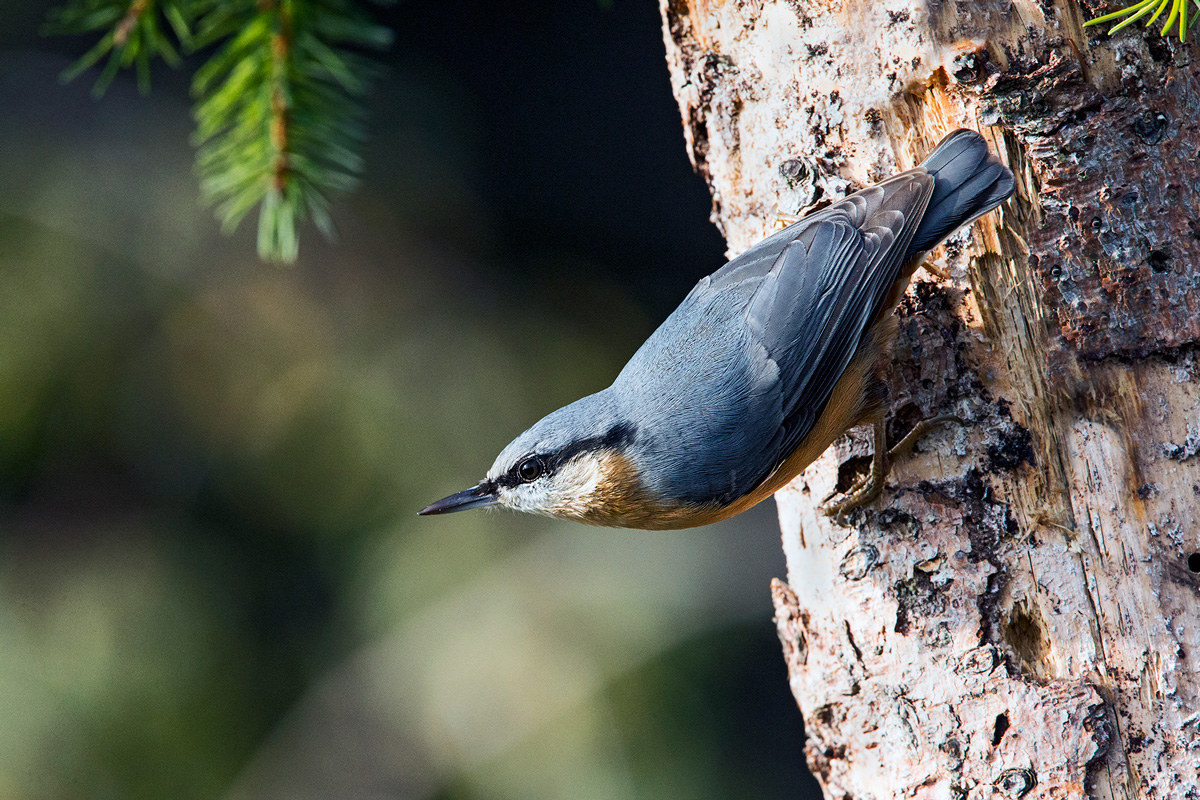 Nuthatch
