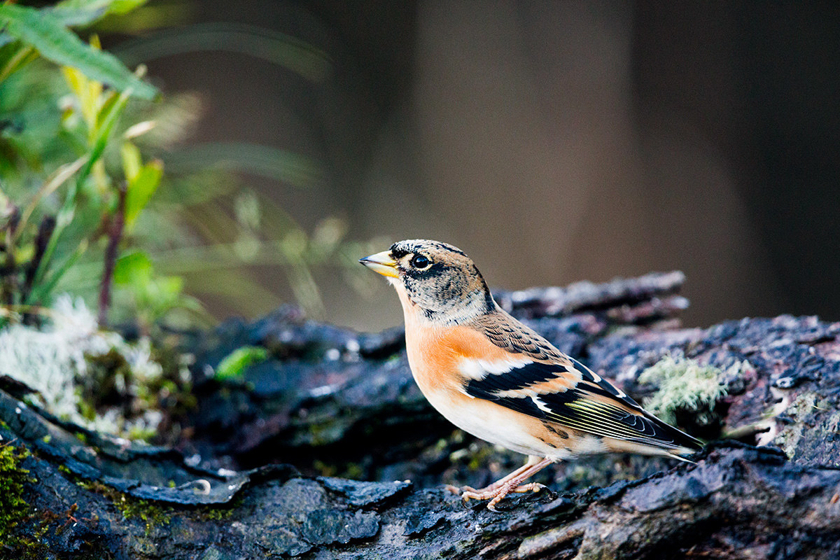 Brambling