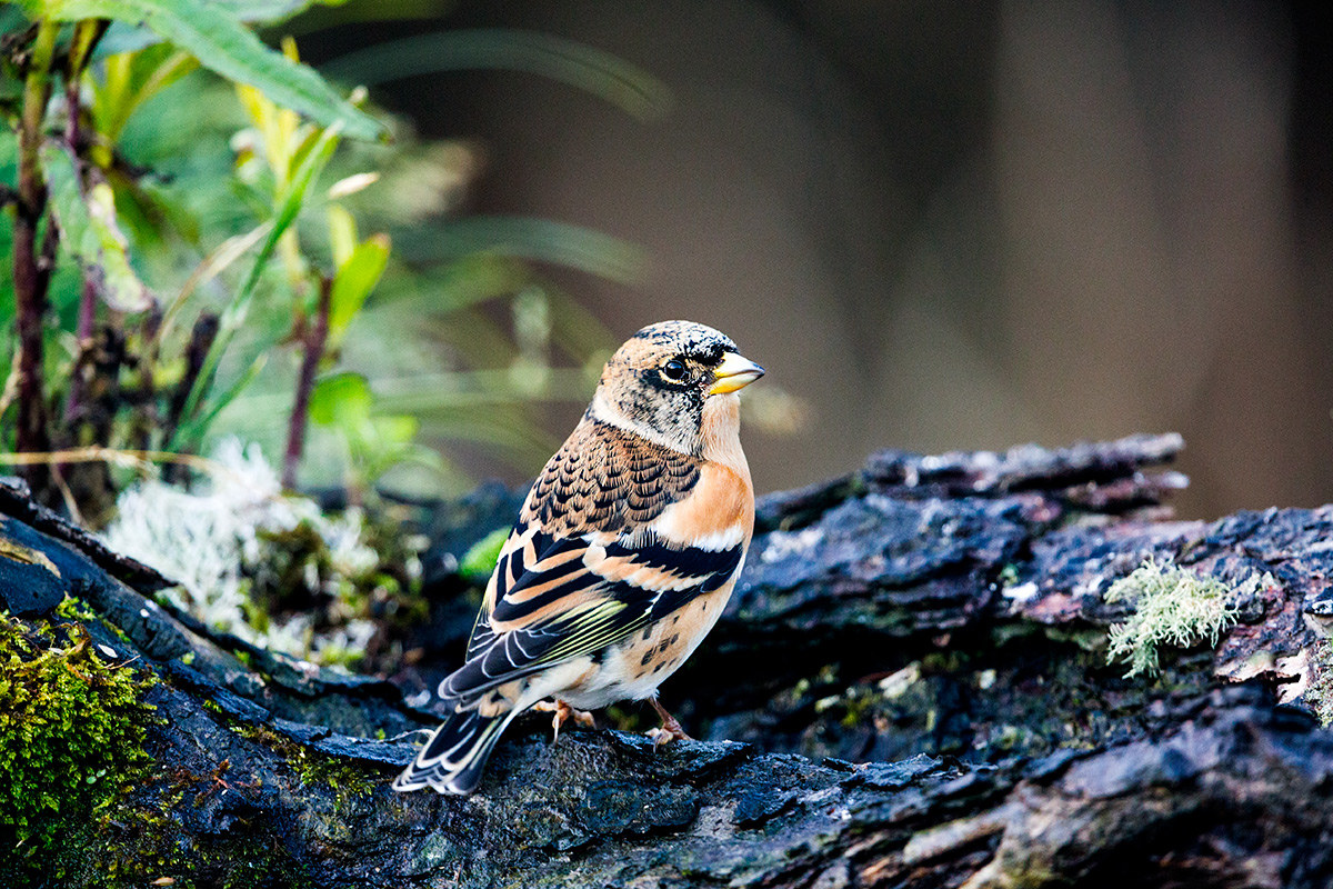 Brambling