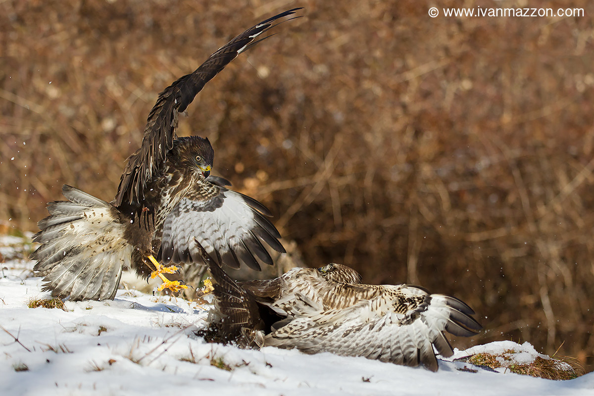 Lite between buzzards