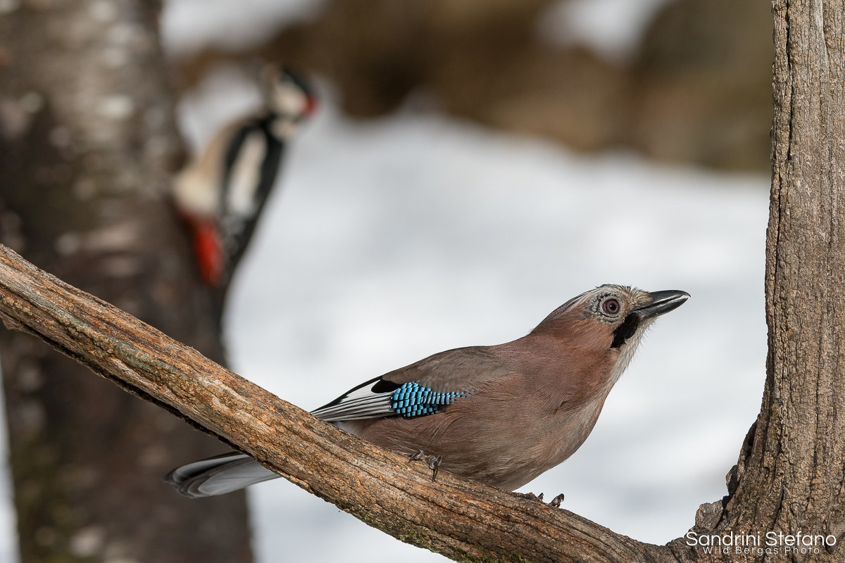 The jay and the woodpecker