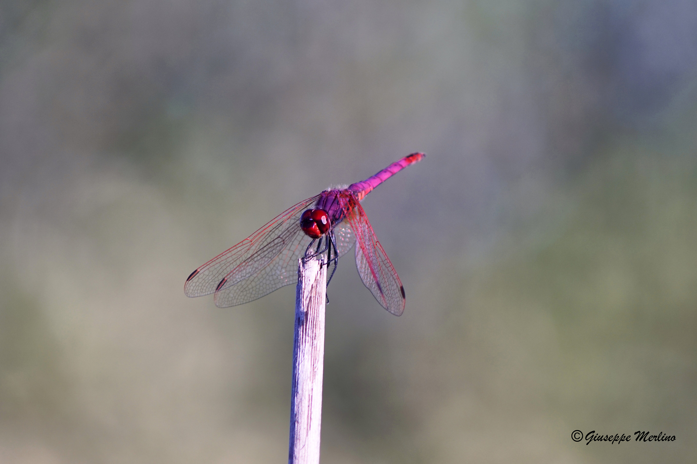 Libellulla in the woods
