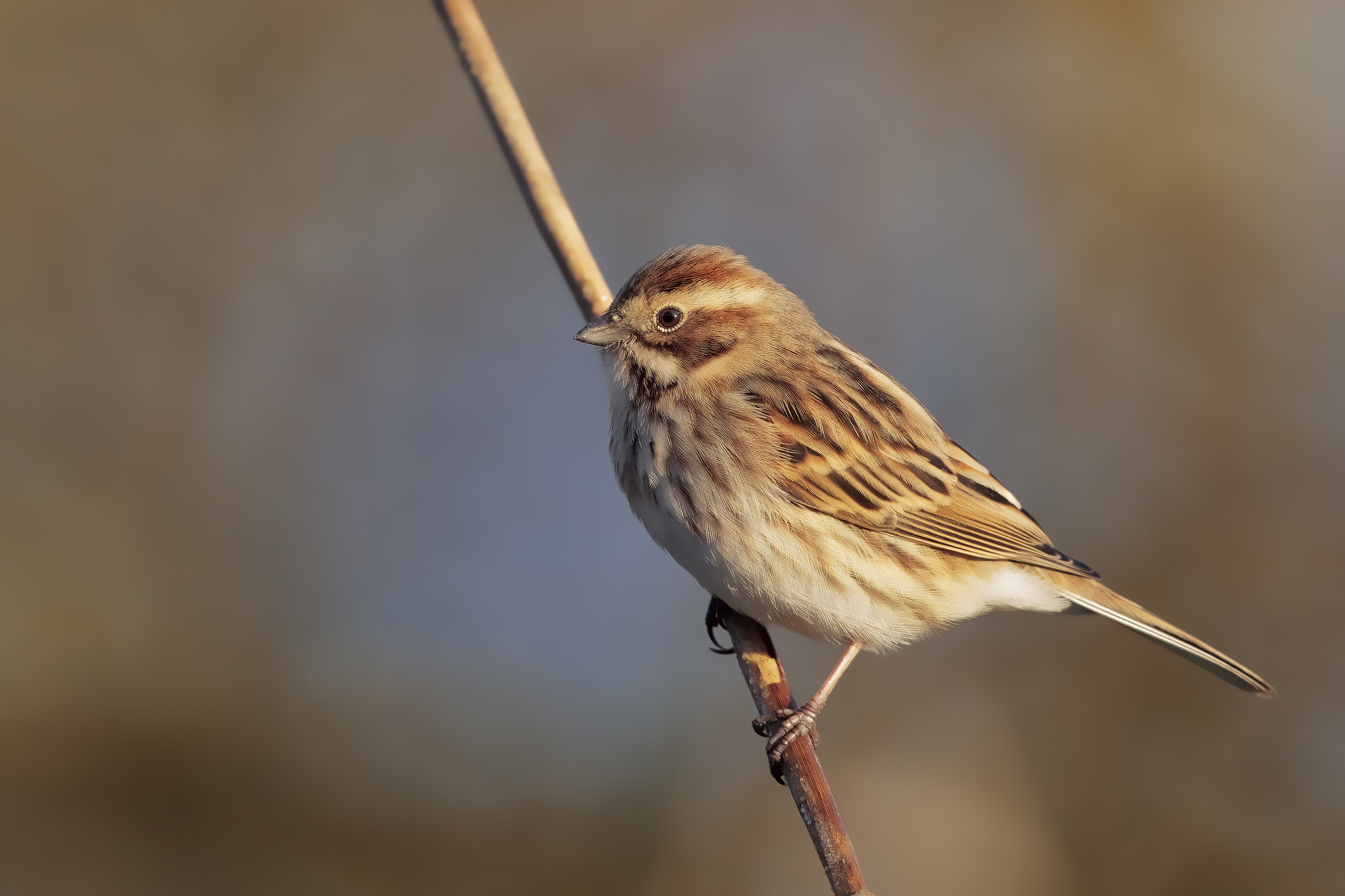 migliarina alle prime luci2