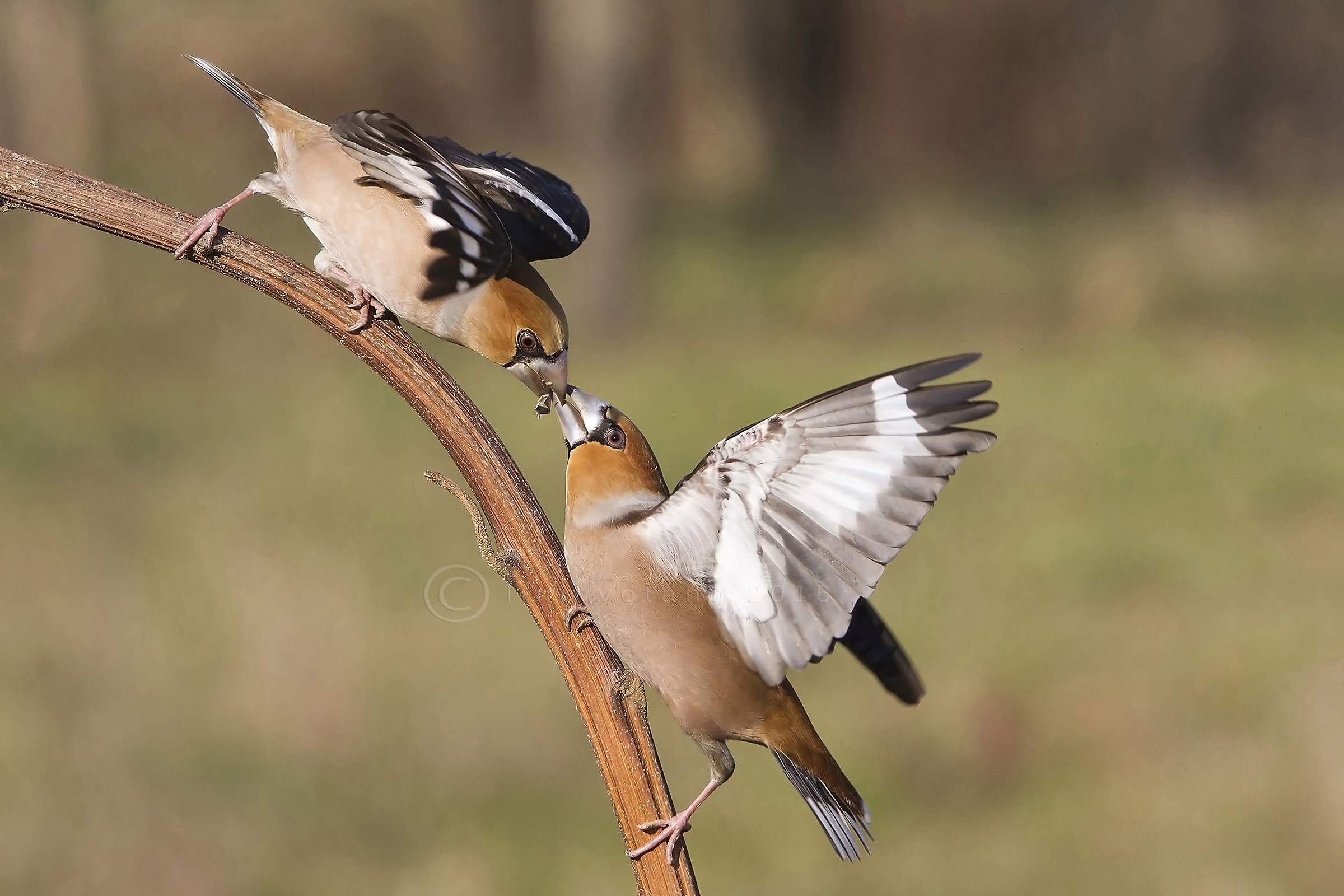 Beat ..... beaks among frogs.