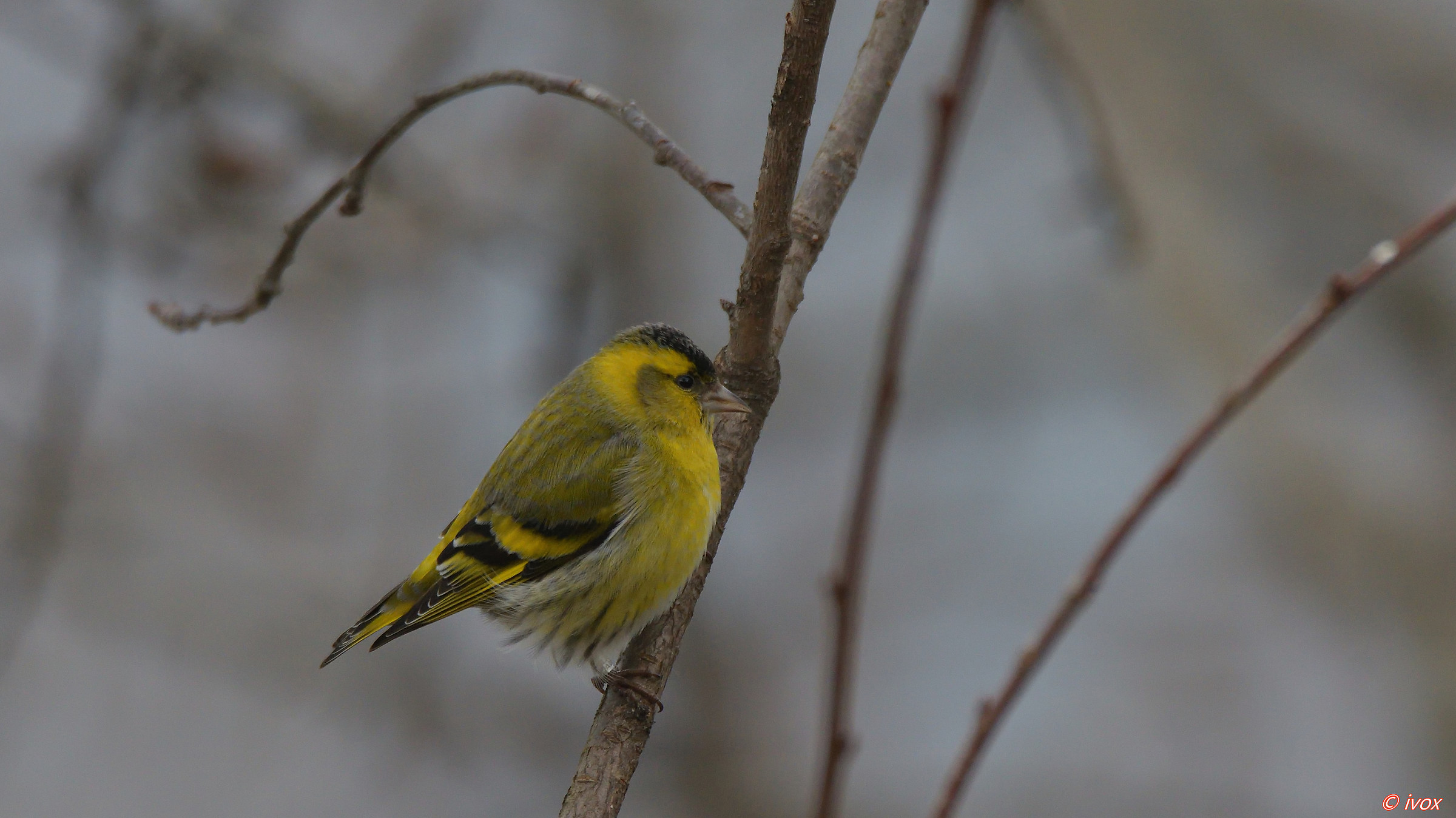 Siskin