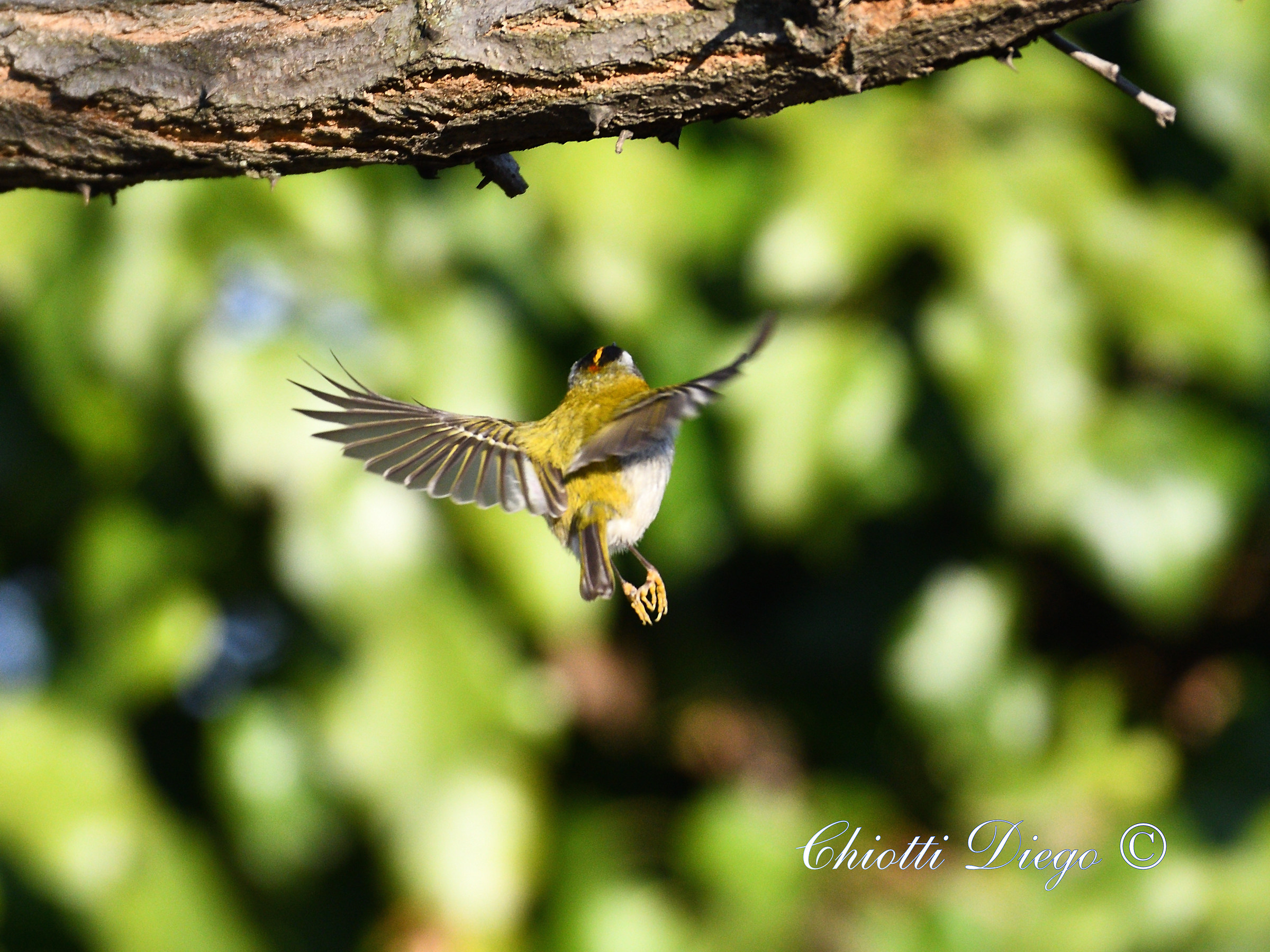 Firecrest