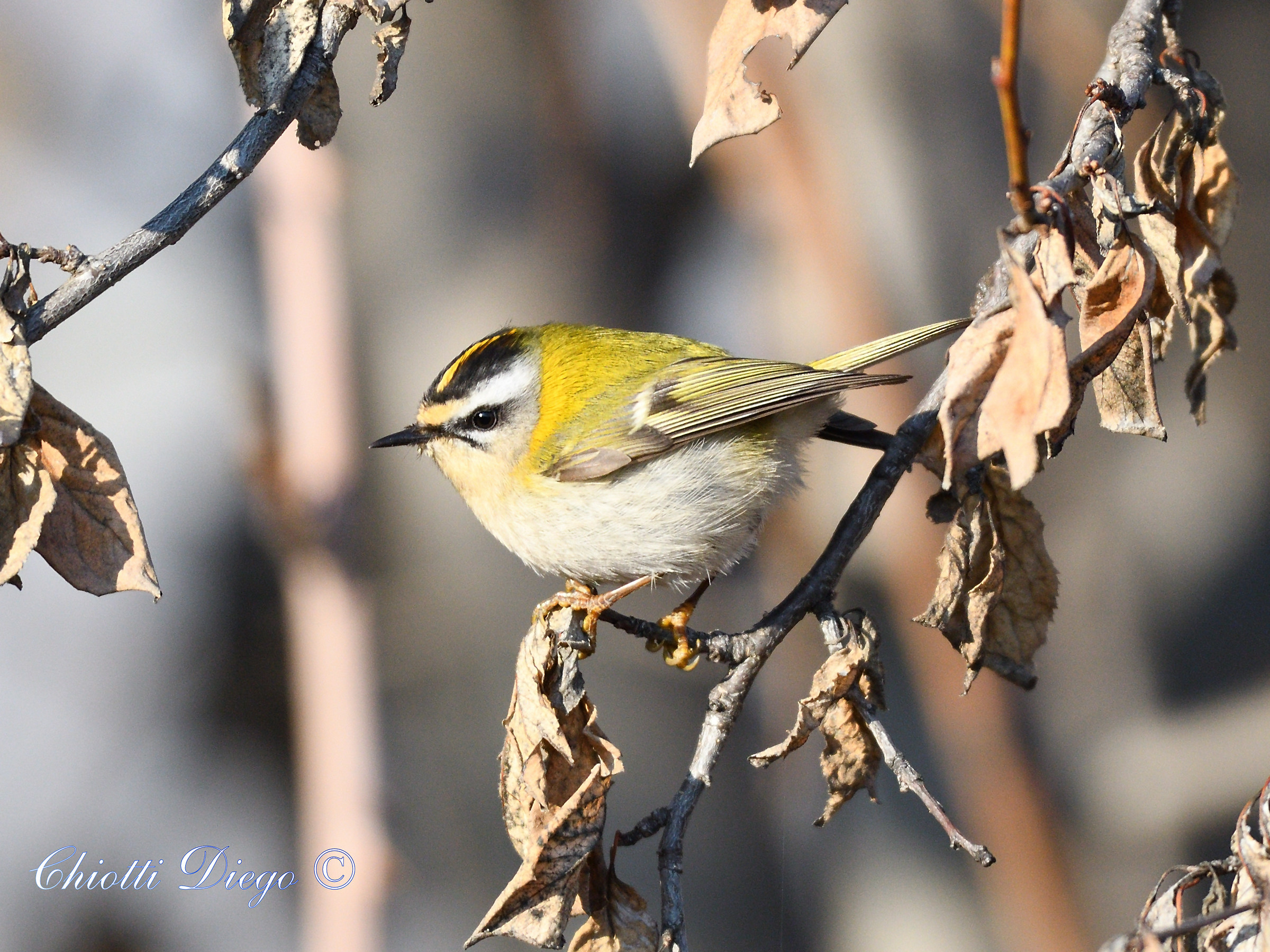 Firecrest