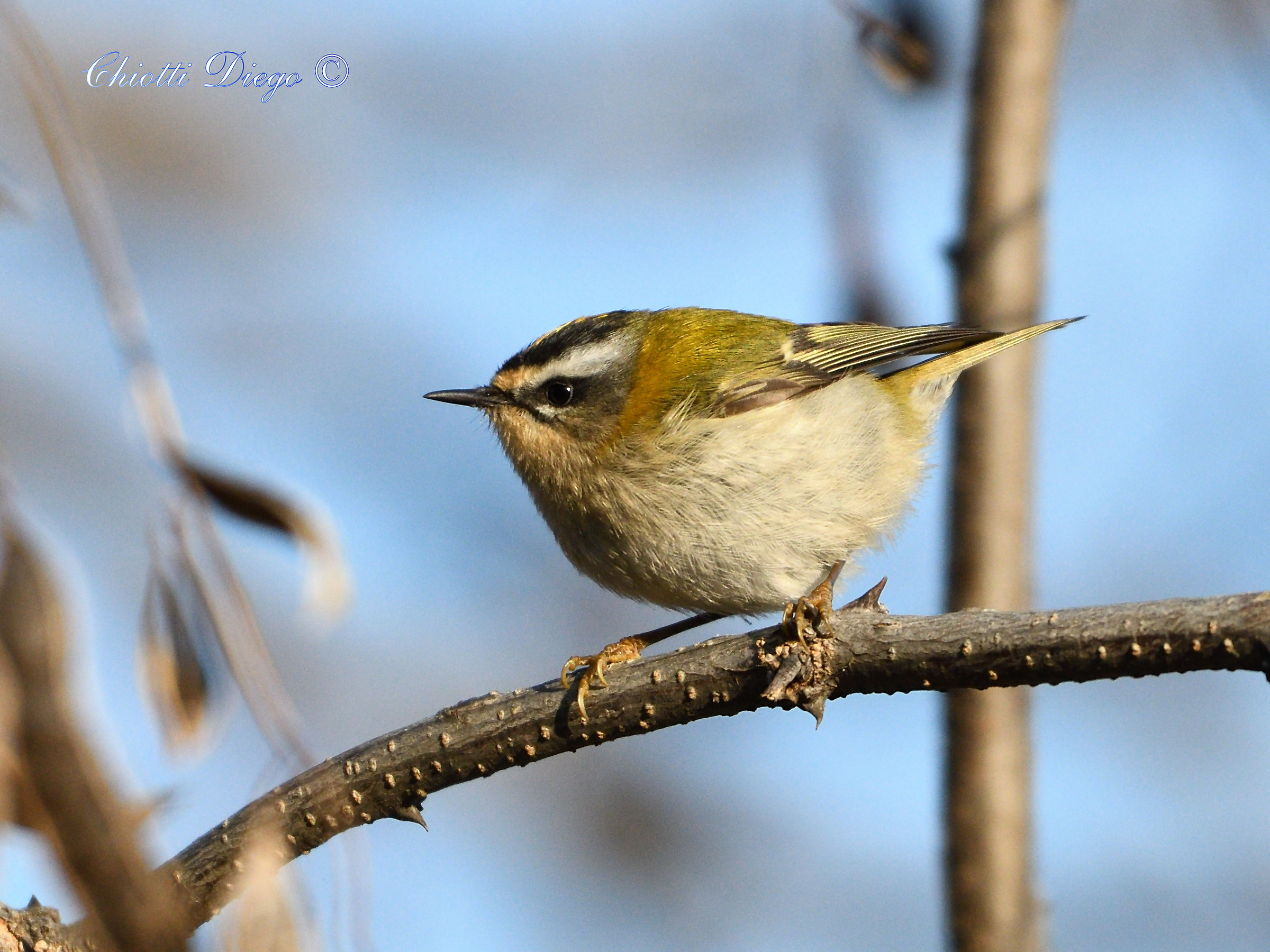 Firecrest