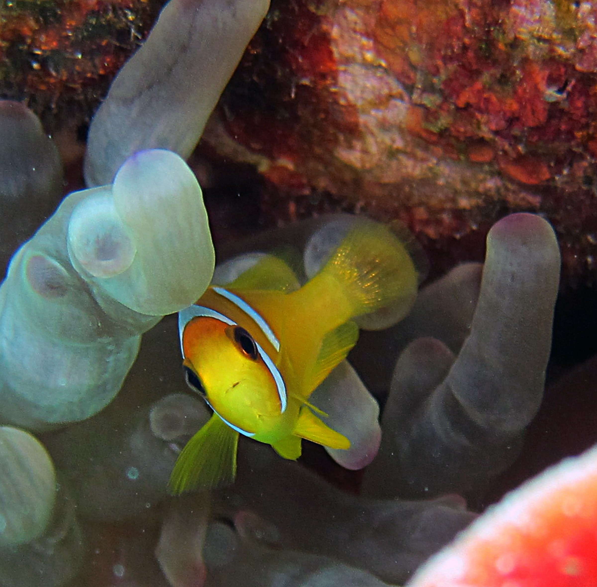 Anphiprion bicinctus