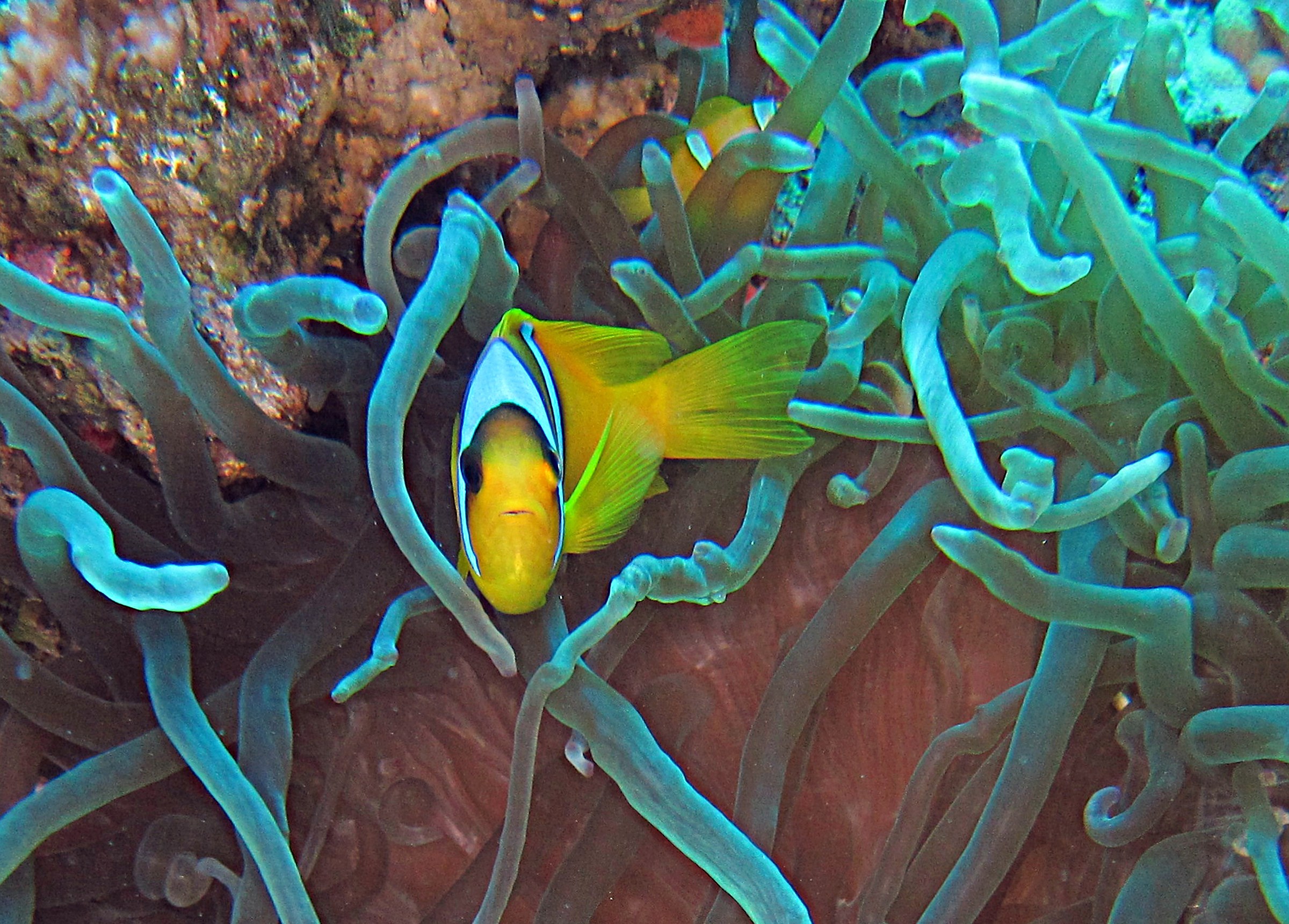 Anphiprion bicinctus