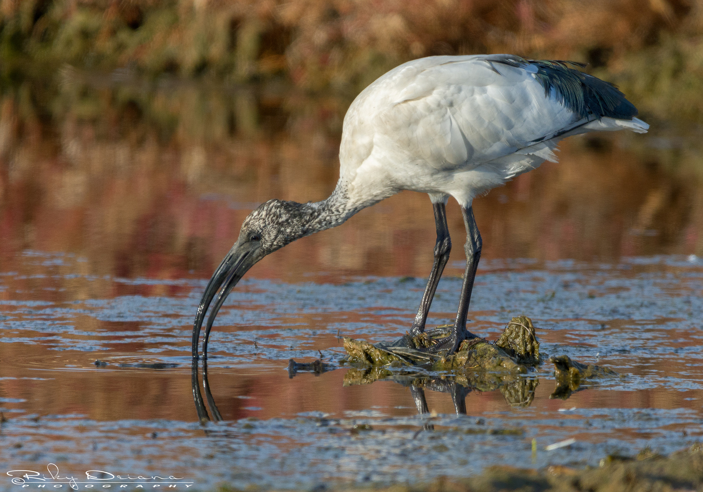 Ibis at sunset