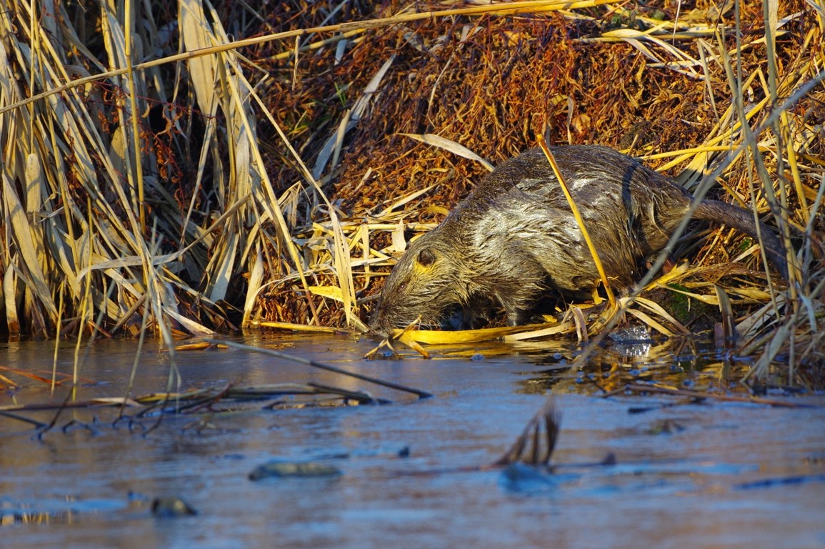 Nutria (Myocastor coypus)