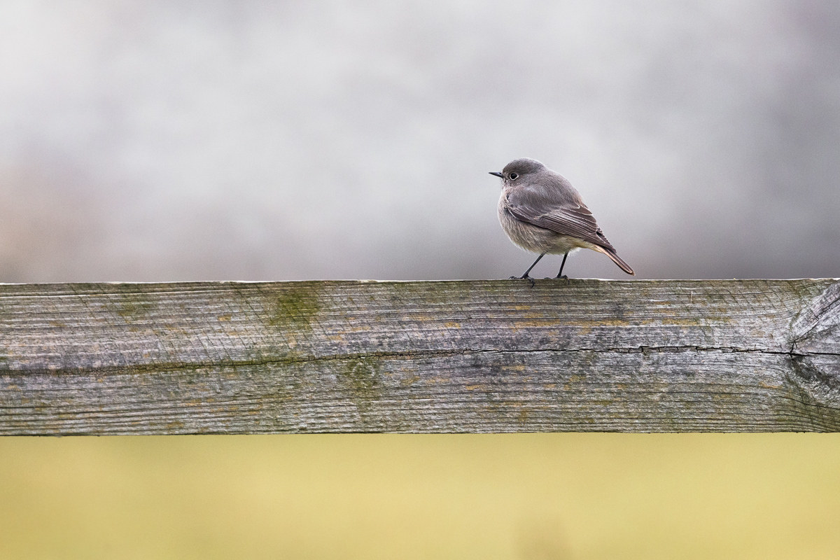 Redstart chimney sweep set ...