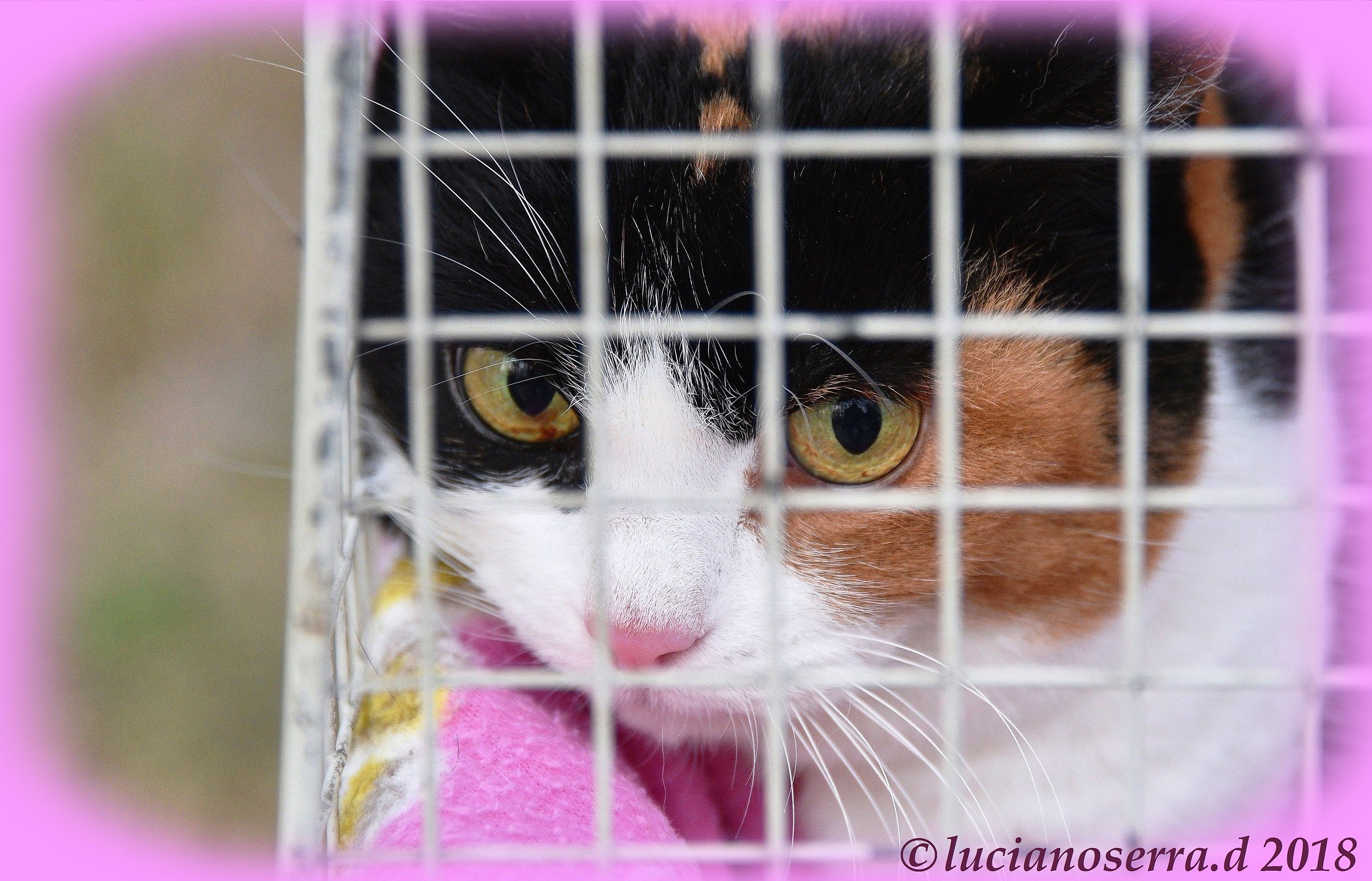 Too many dogs around ... I stay in the carrier