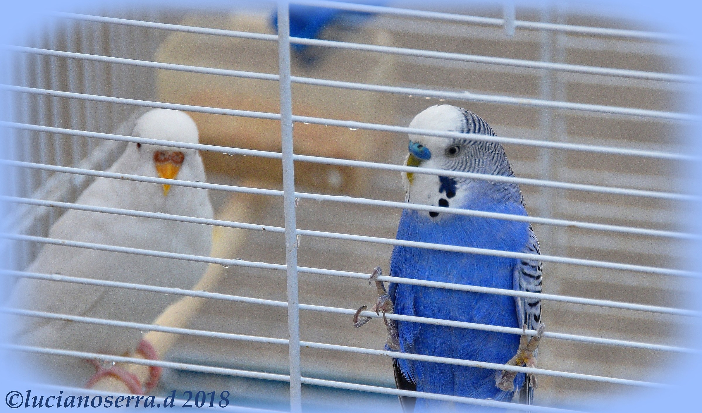 Too many cats around ... better to stay in a cage