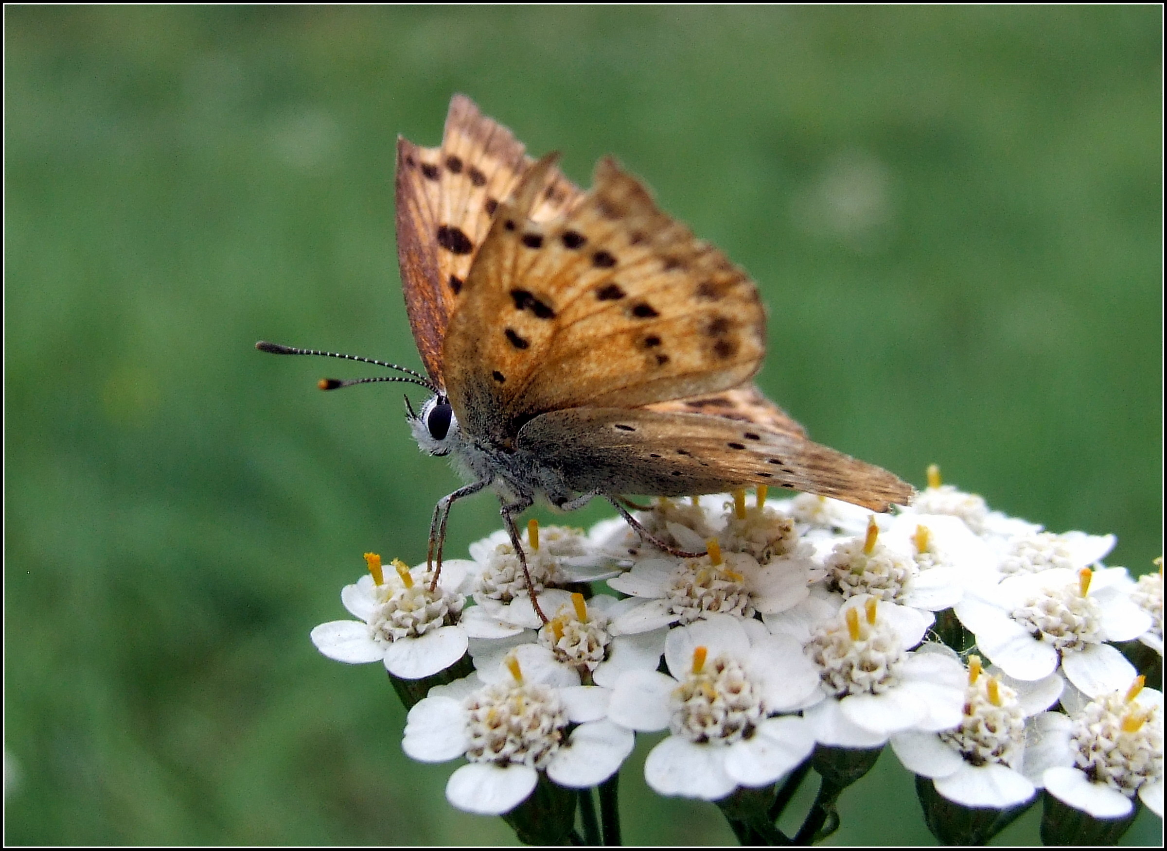 "Lycaena tityrus" female ...