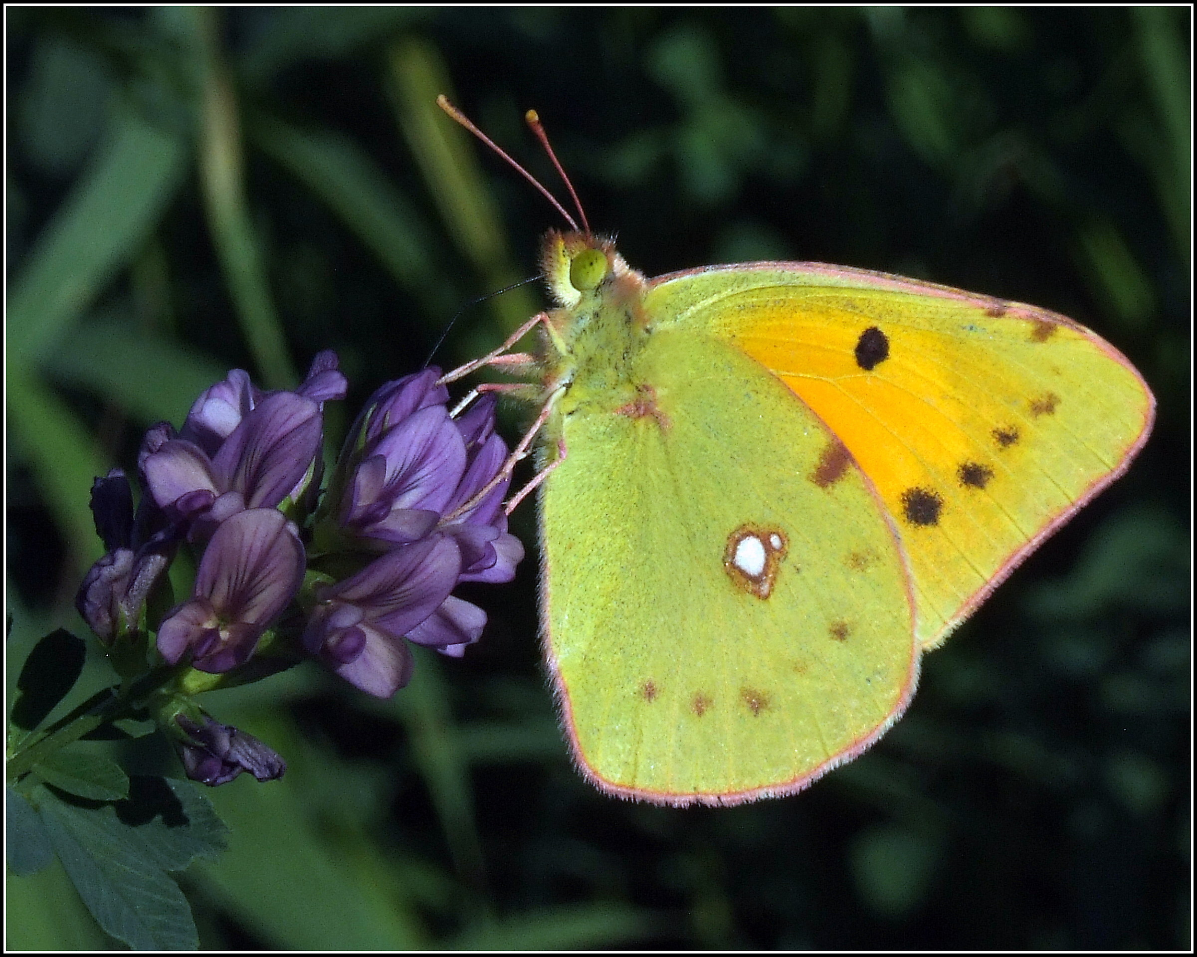 "Colias crocea" ...
