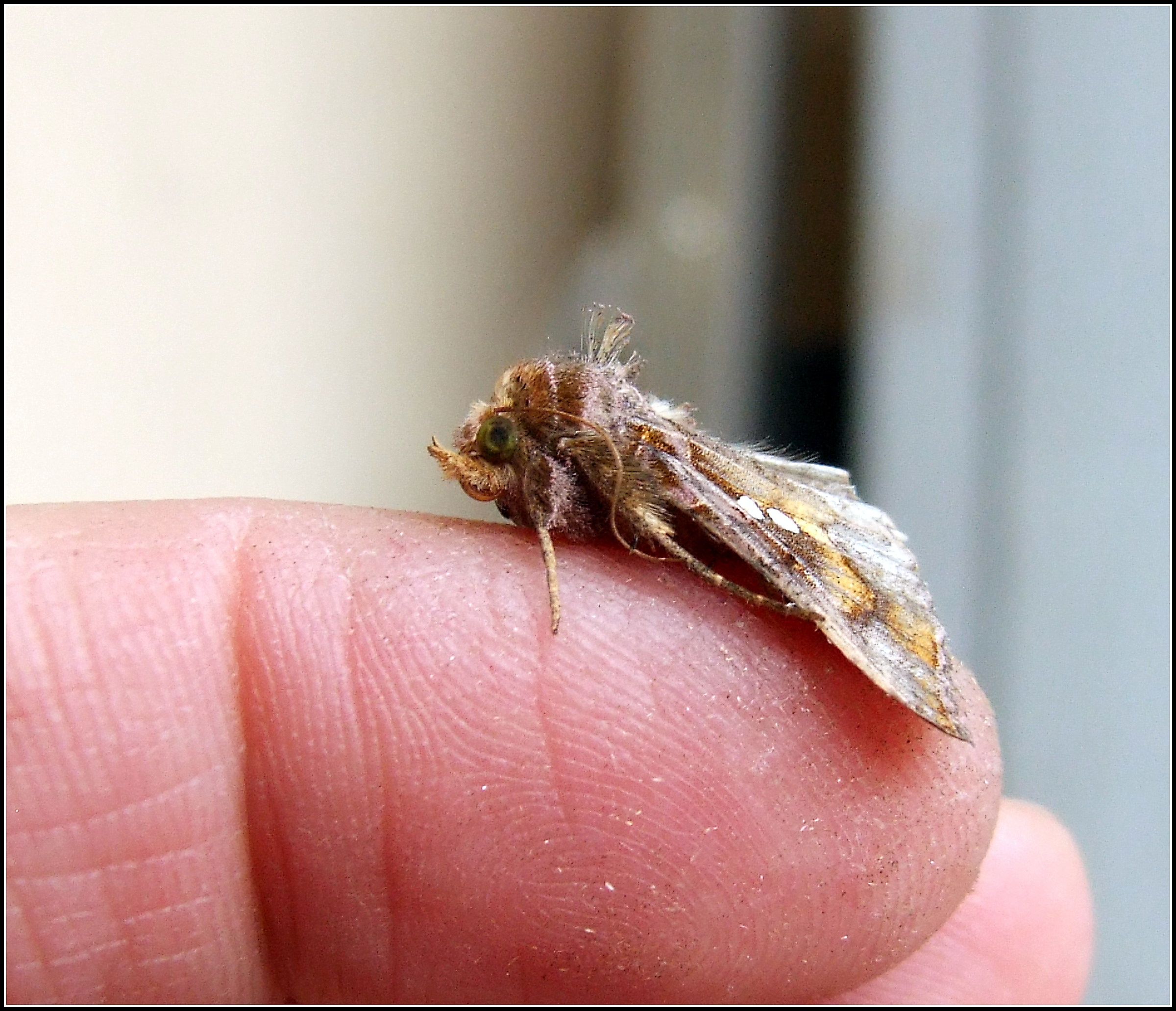 "Chrysodeixis chalcites" ...