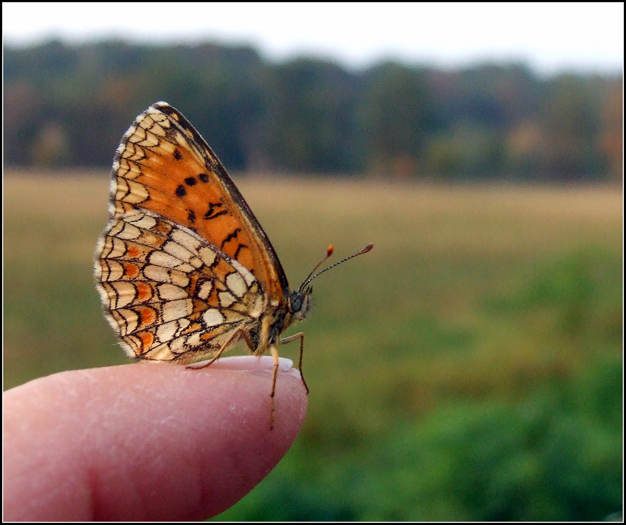 "Melitaea athalia" female ...