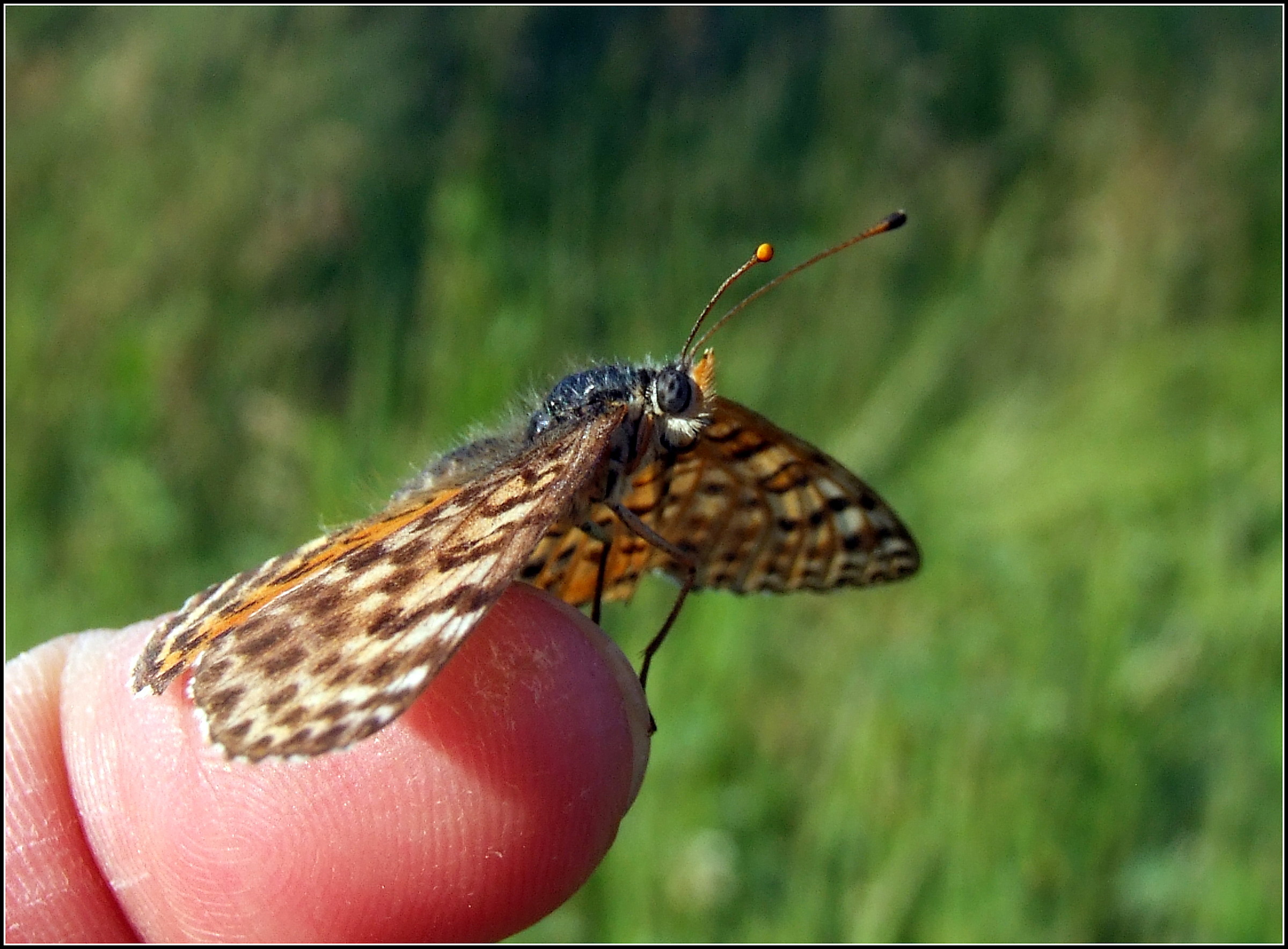 "Melitaea didyma" female ...