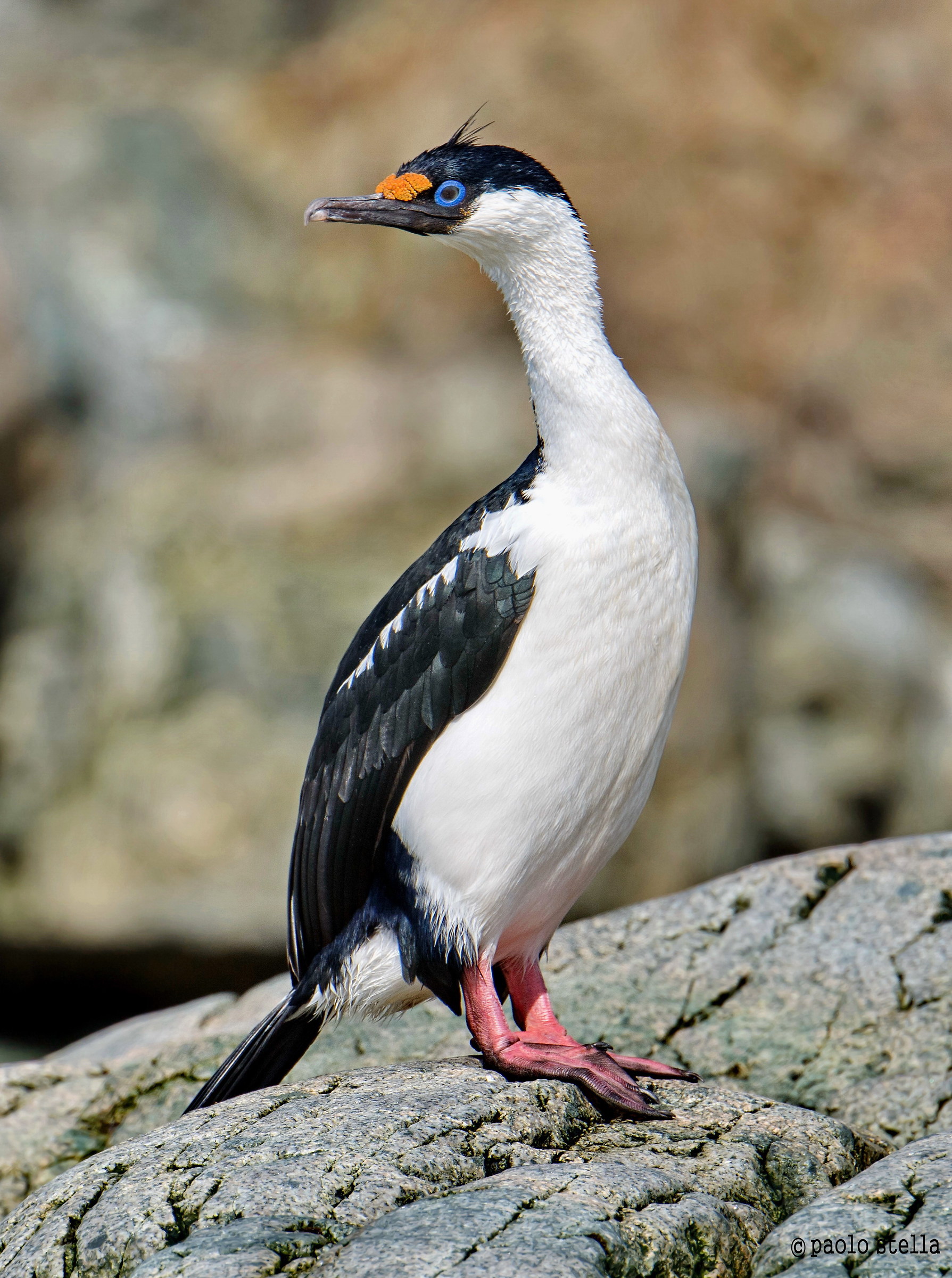 cormorano imperiale (Leucocarbo atriceps)