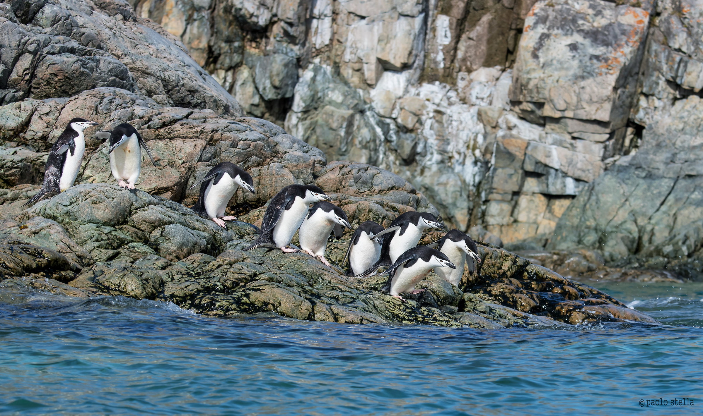 chinstrap penguin (Pygoscelis antarcticus)