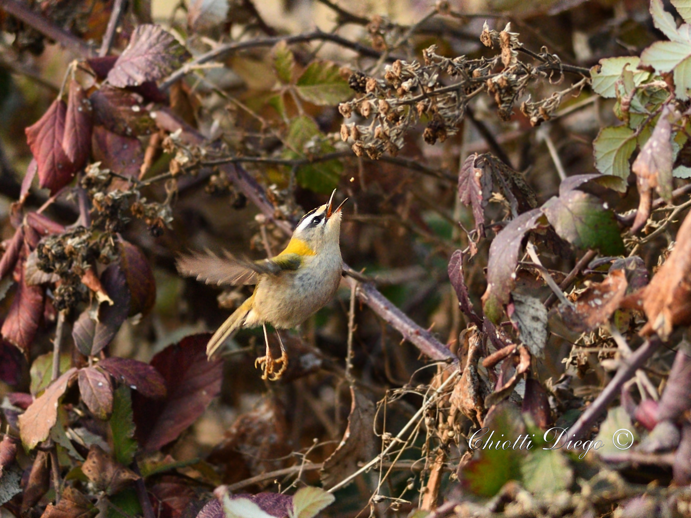 Firecrest