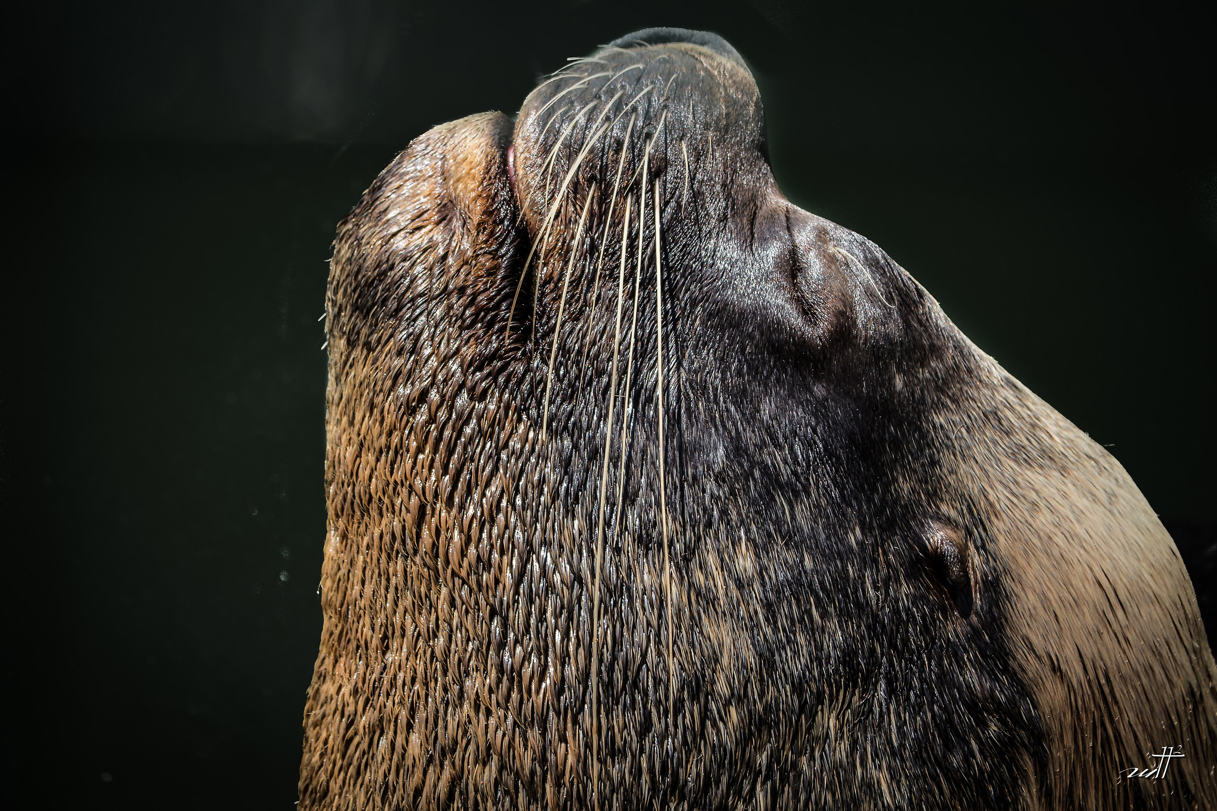 Left profile thank you