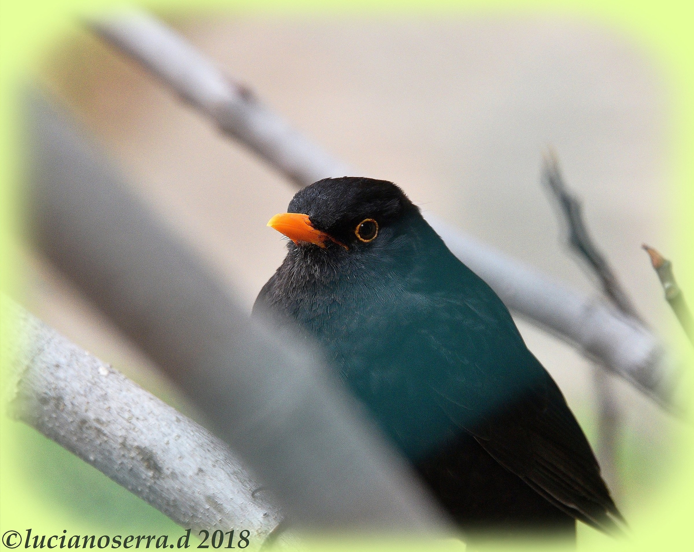 Un merlo guardingo... oltre una recinzione.