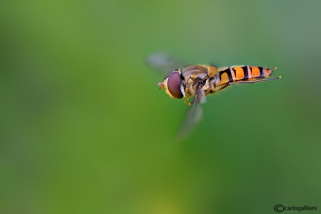 In volo : Episyrphus balteatus