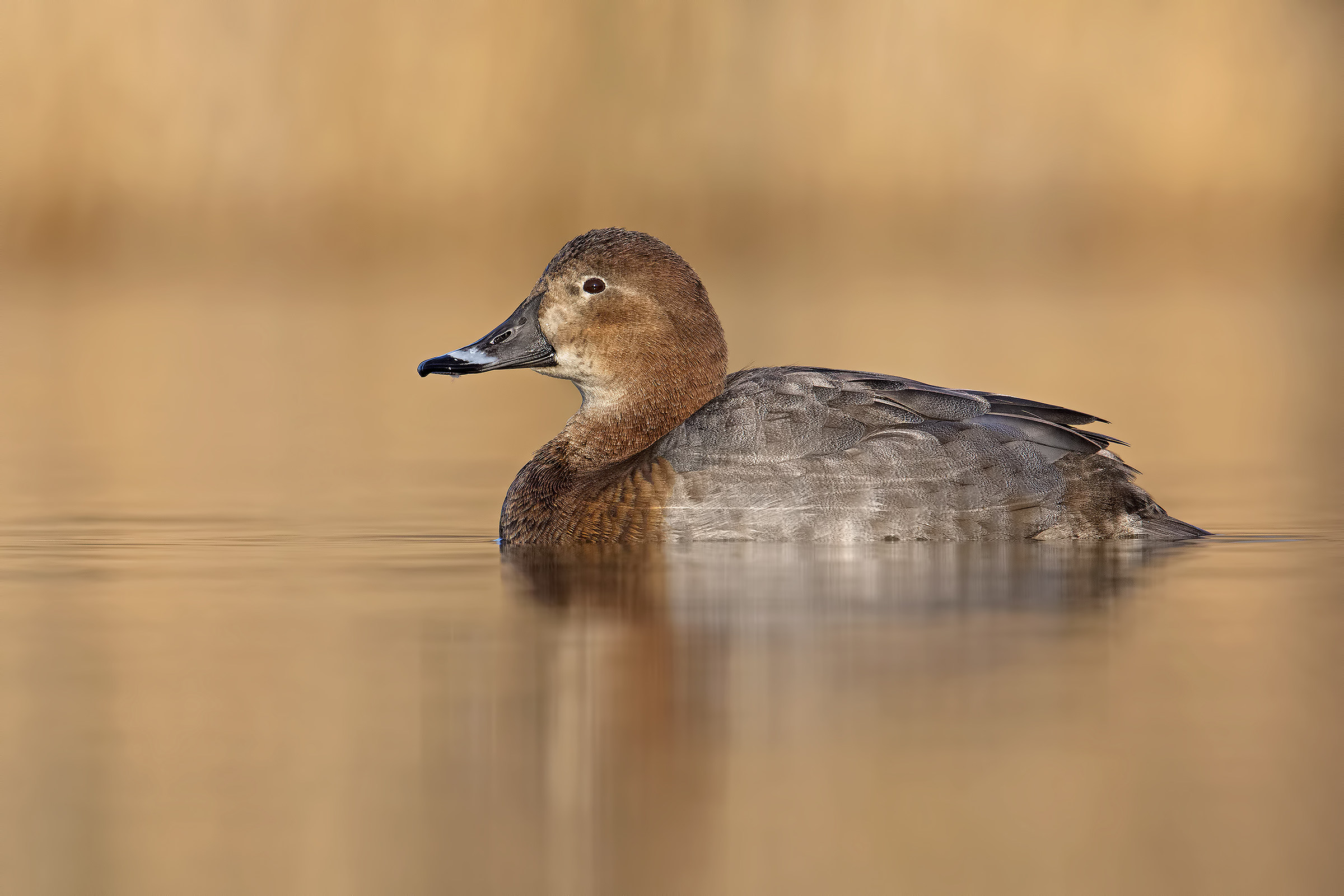 Female of Pochard