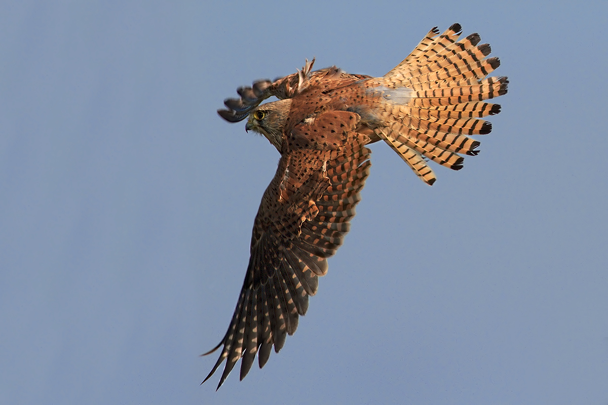 kestrel in flight
