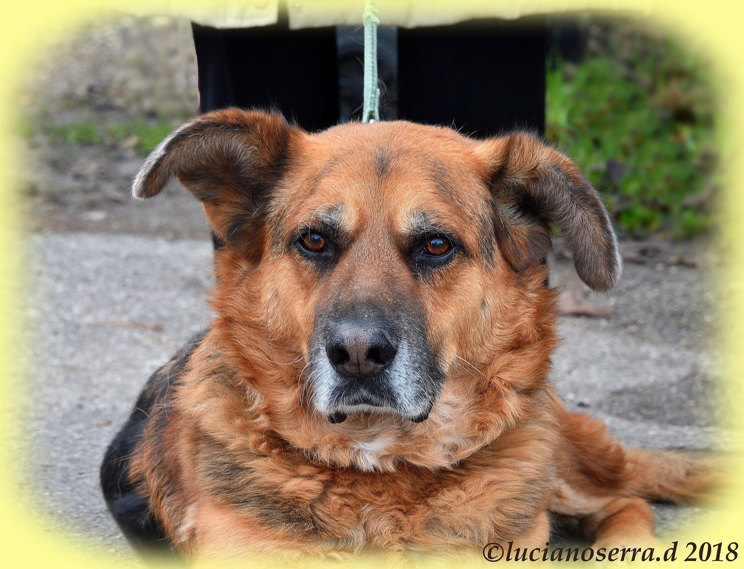 The big dog ... who was Adolfo's companion ...