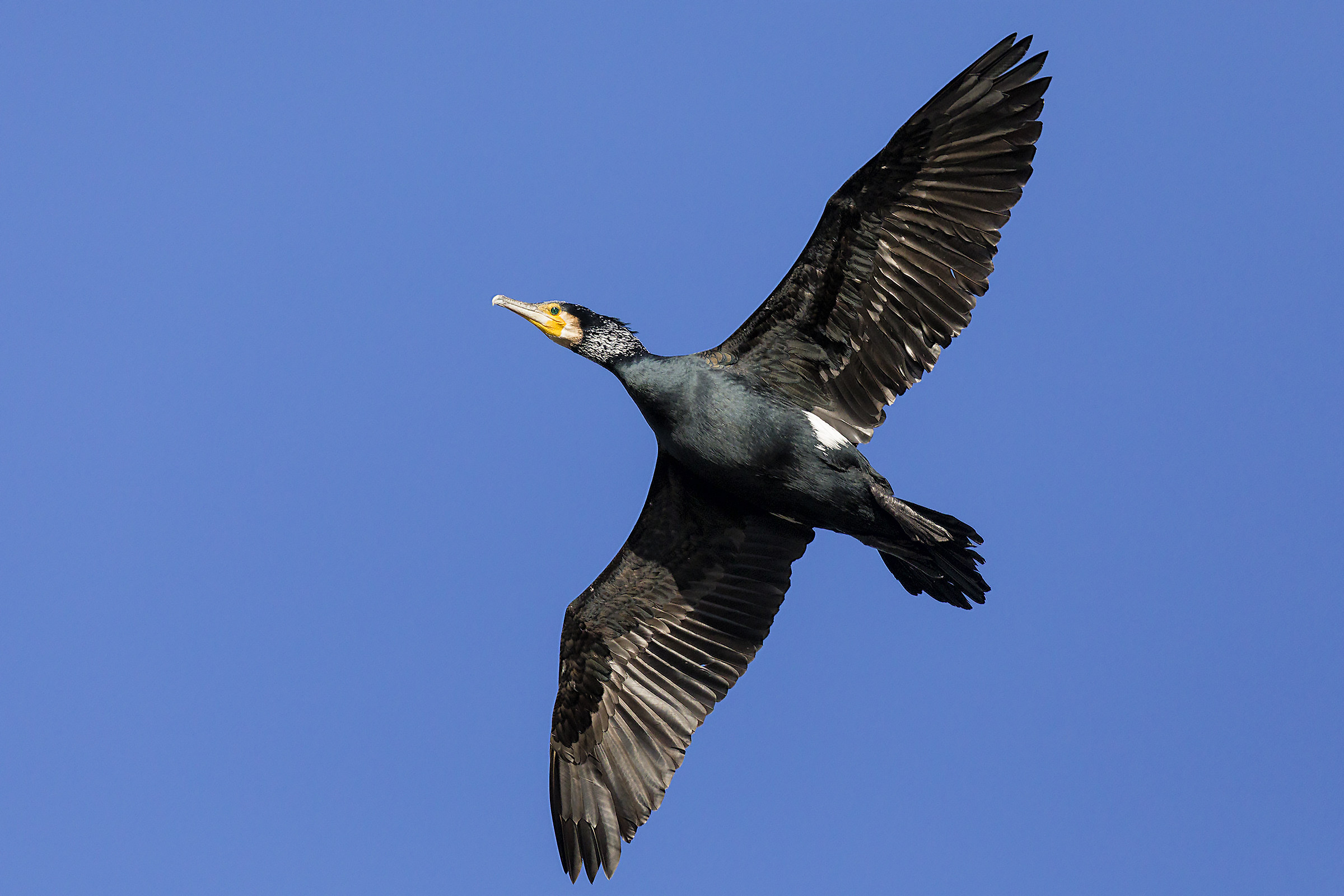 Cormorano