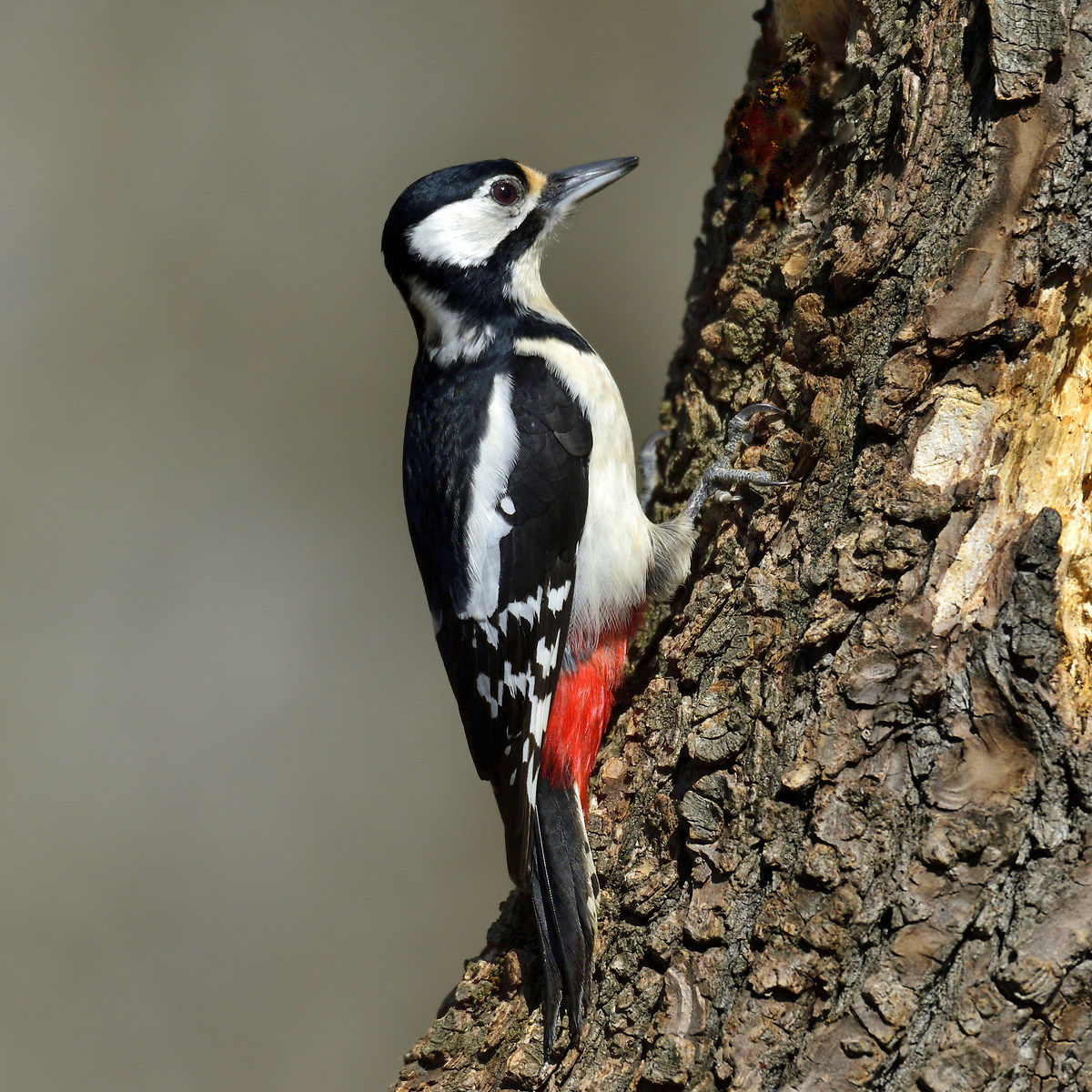 Picchio rosso maggiore