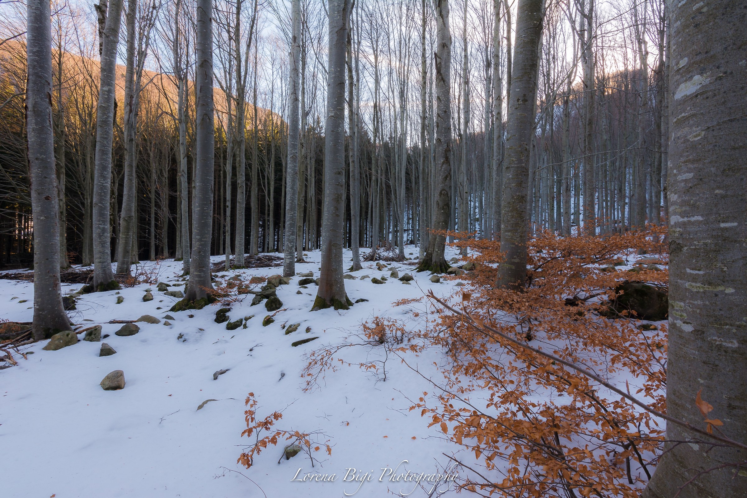 The enchanted forest