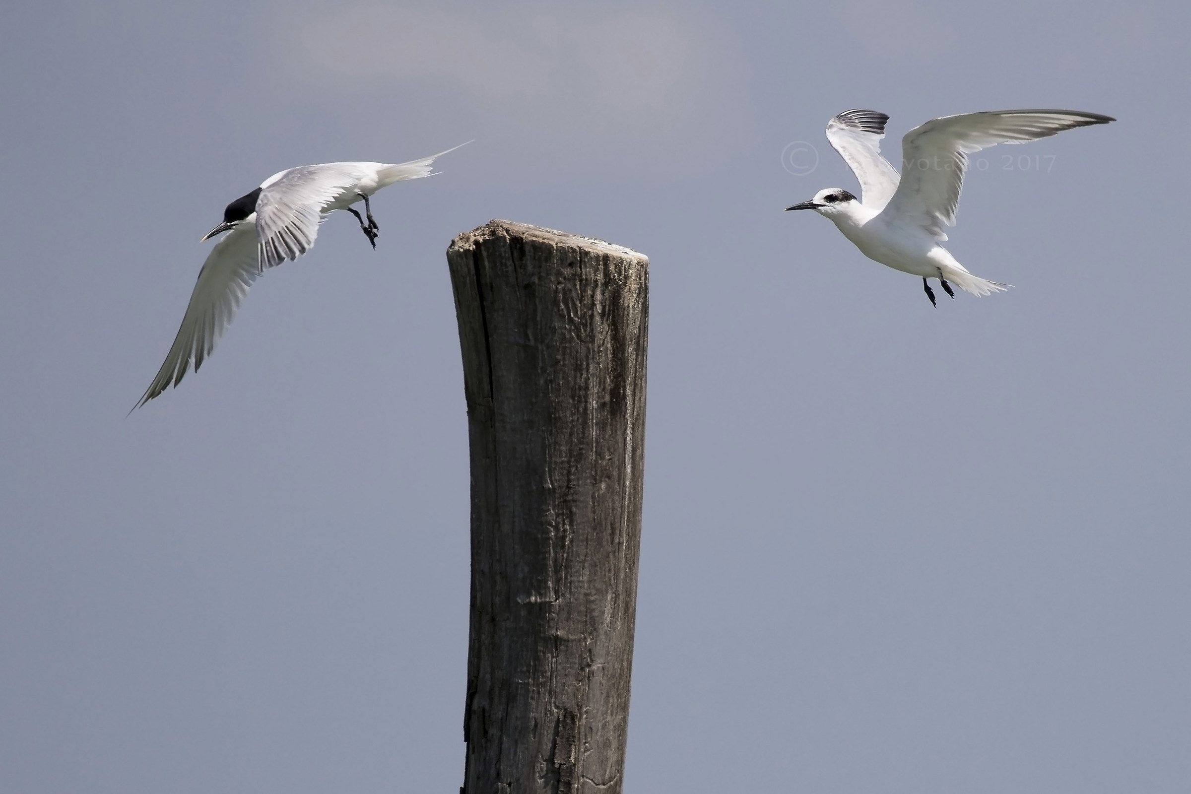 Change ........... Sandwich Terns (Thalasseus sandvicensis)