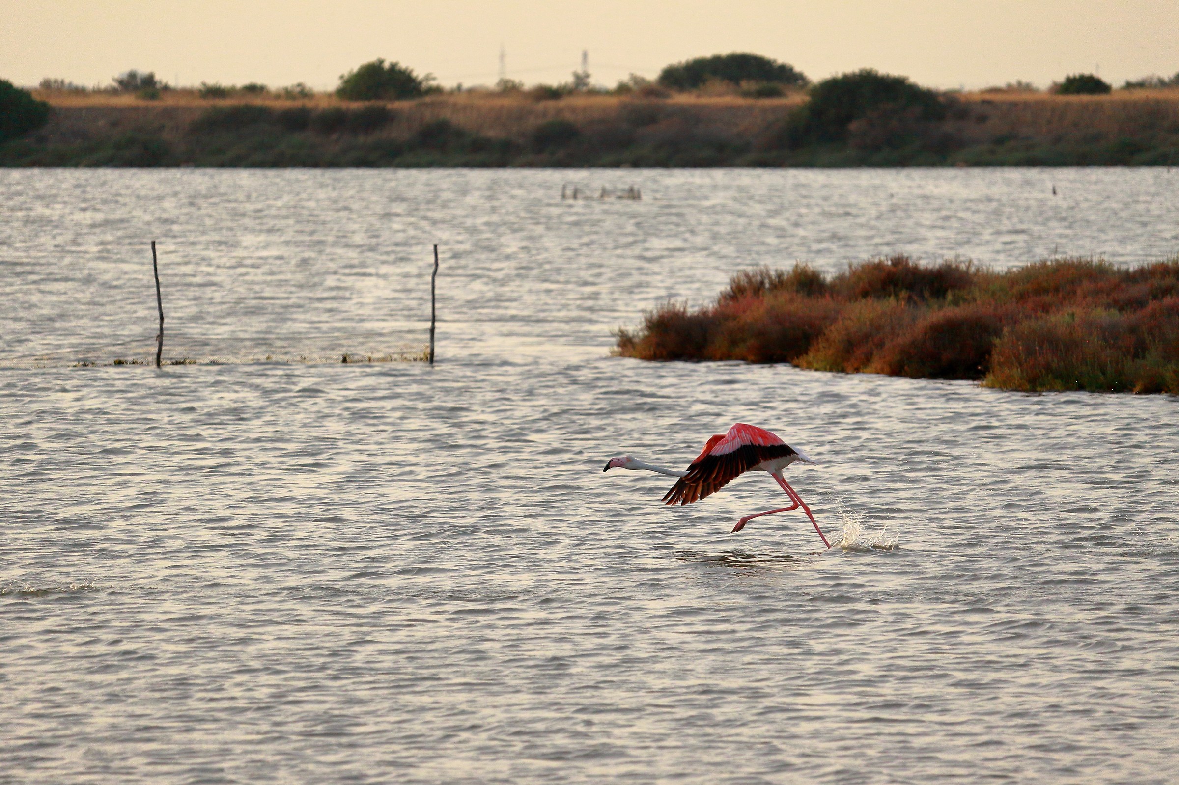 Fenicottero in decollo